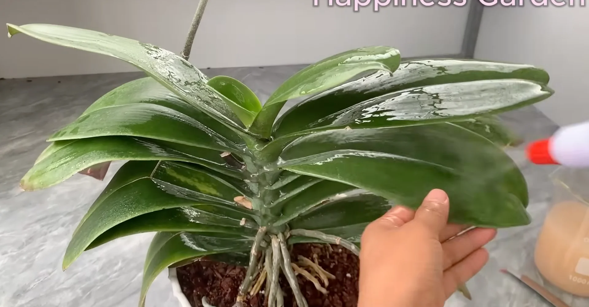 How Watering Orchid Roots Sparks Year-Round Blooms? screenshot 5