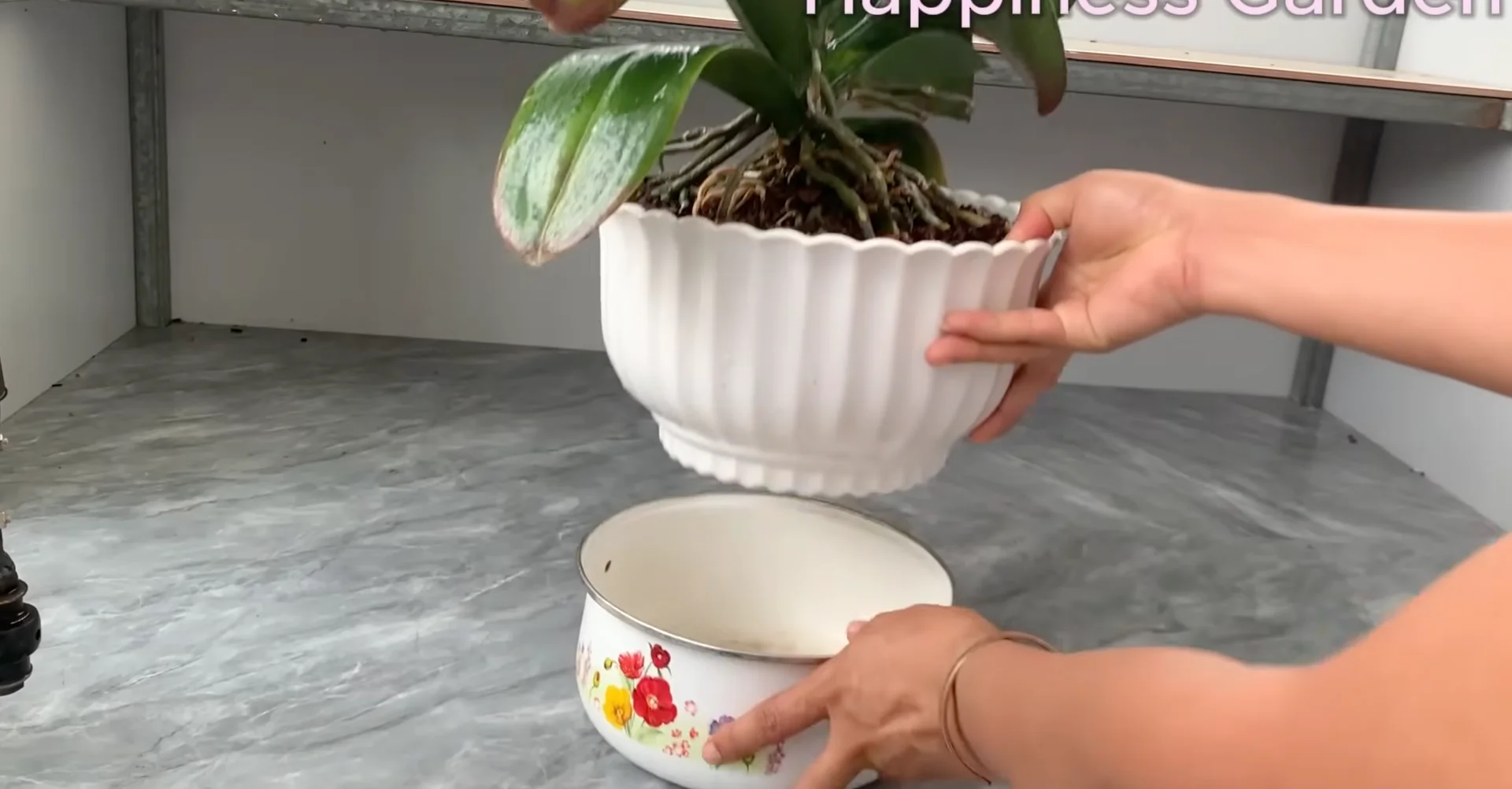 How Watering Orchid Roots Sparks Year-Round Blooms? screenshot 6