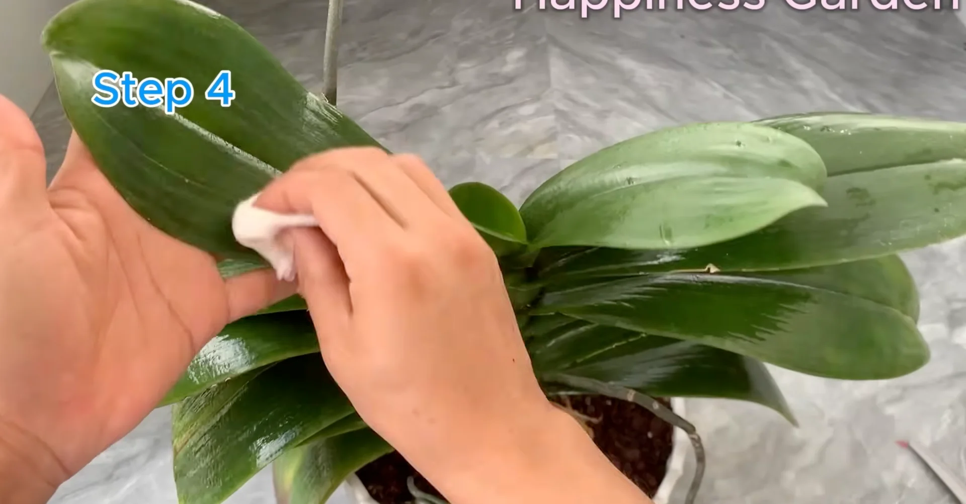 How Watering Orchid Roots Sparks Year-Round Blooms? screenshot 7