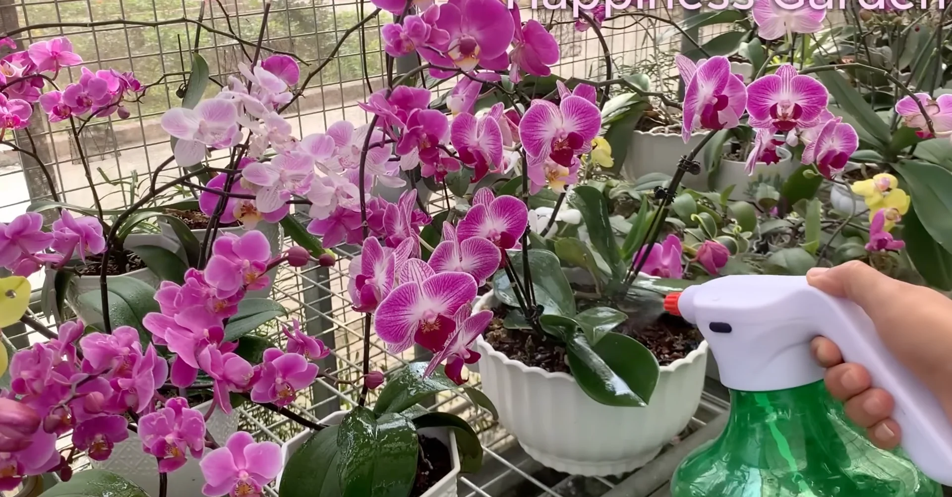 How Watering Orchid Roots Sparks Year-Round Blooms? screenshot 8