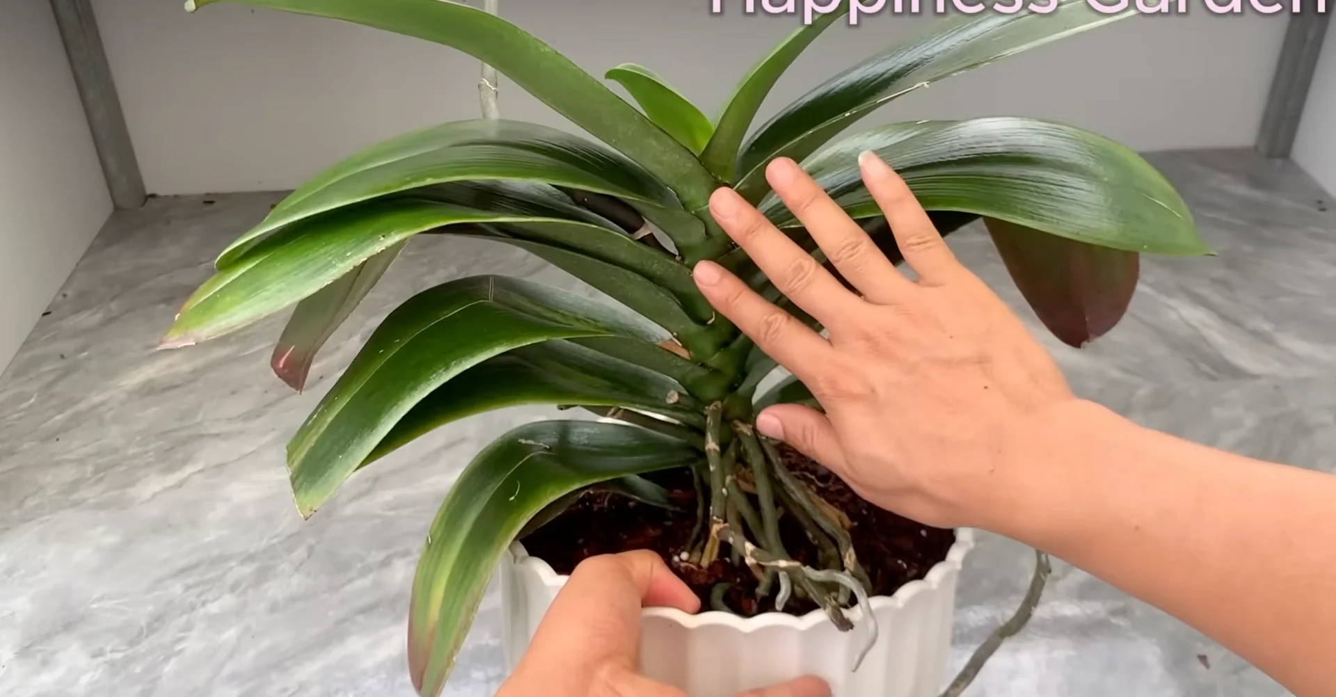 How Watering Orchid Roots Sparks Year-Round Blooms? screenshot 9