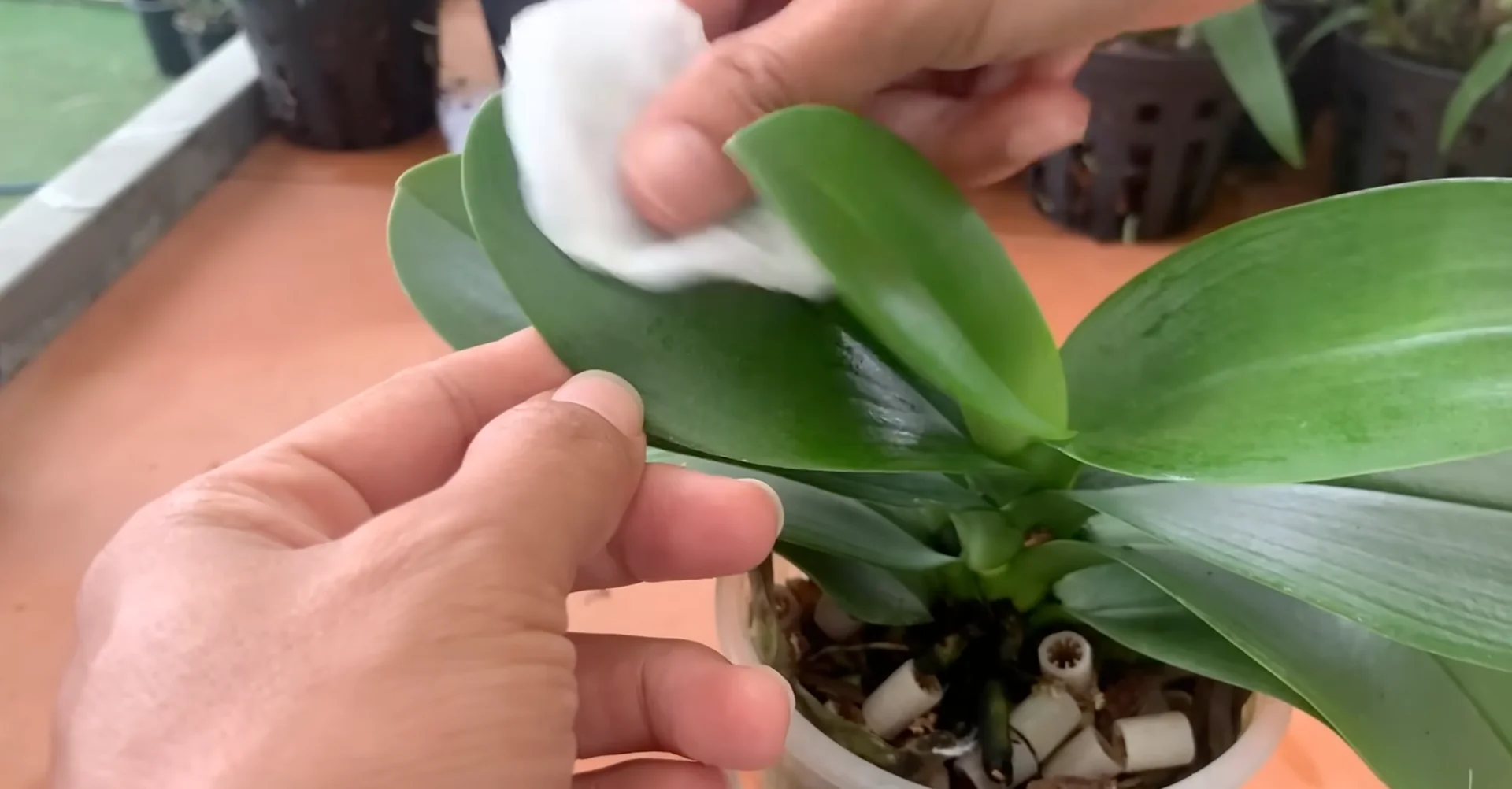 How Wood Ash Can Unexpectedly Benefit Your Orchid's Growth? screenshot 1