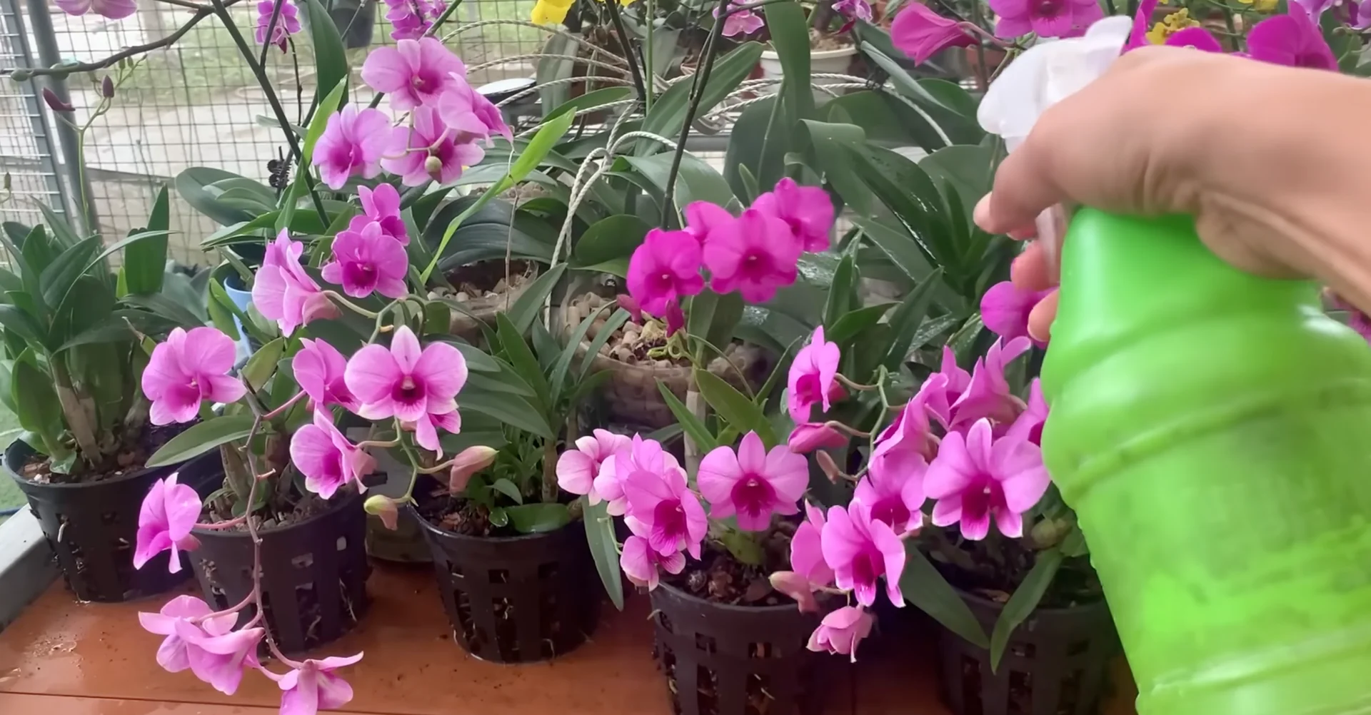 How Wood Ash Can Unexpectedly Benefit Your Orchid's Growth? screenshot 3