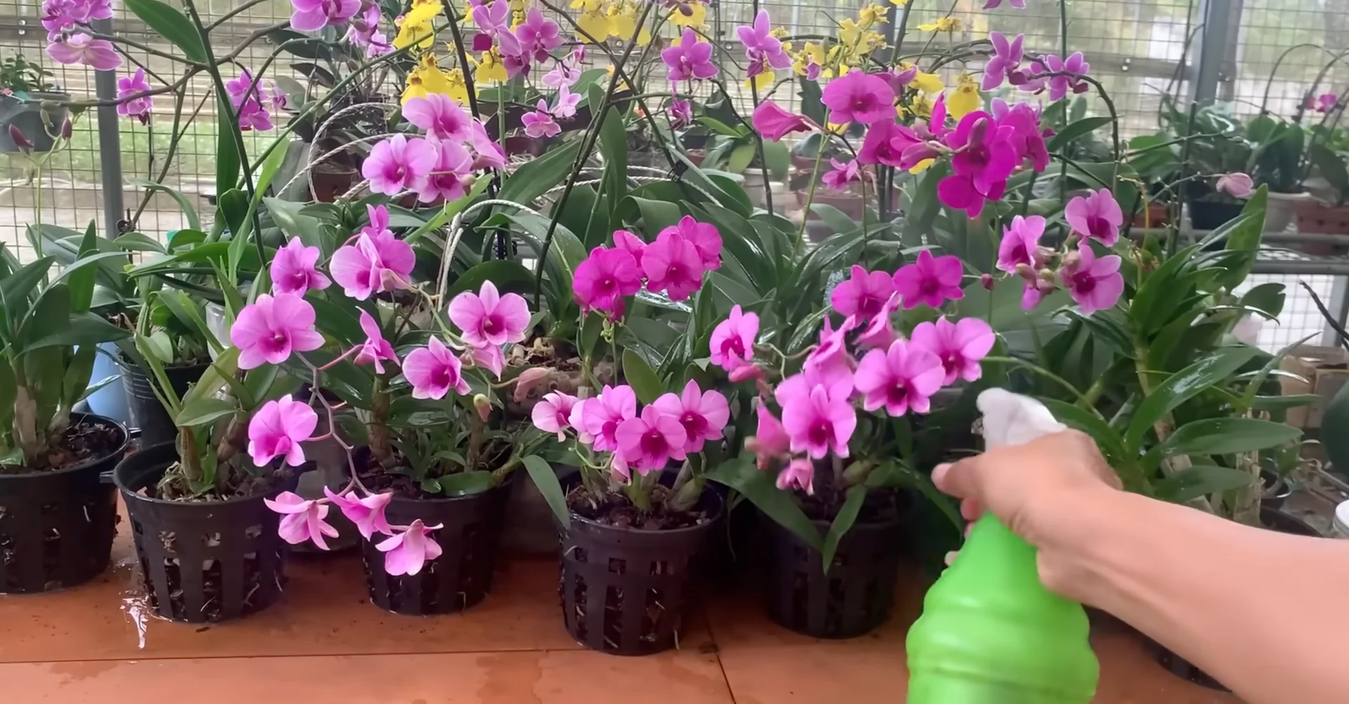 How Wood Ash Can Unexpectedly Benefit Your Orchid's Growth? screenshot 4