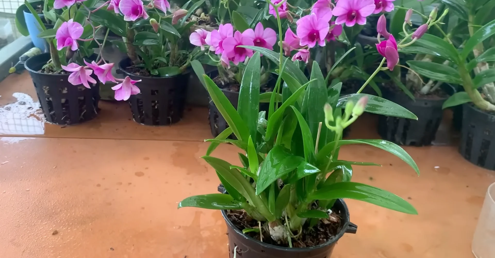 How Wood Ash Can Unexpectedly Benefit Your Orchid's Growth? screenshot 5