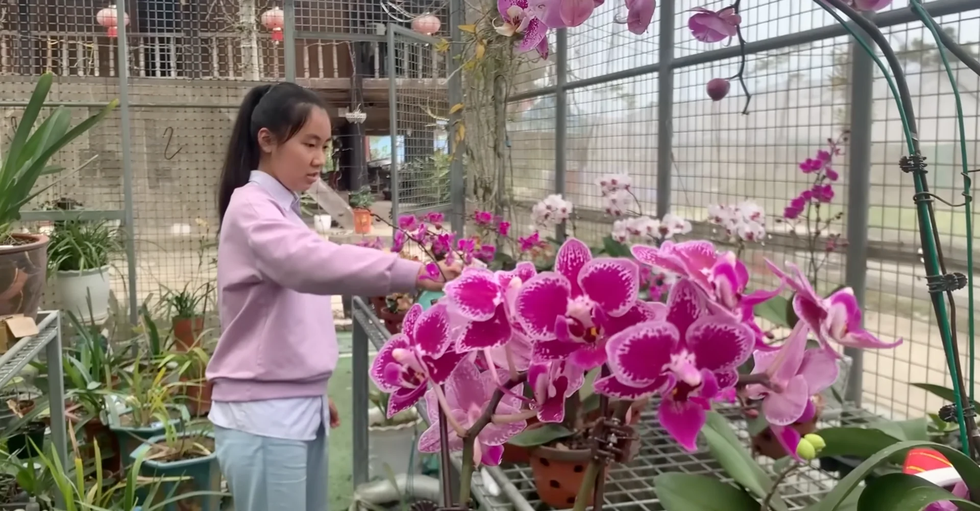 How Wood Ash Can Unexpectedly Benefit Your Orchid's Growth? screenshot 6