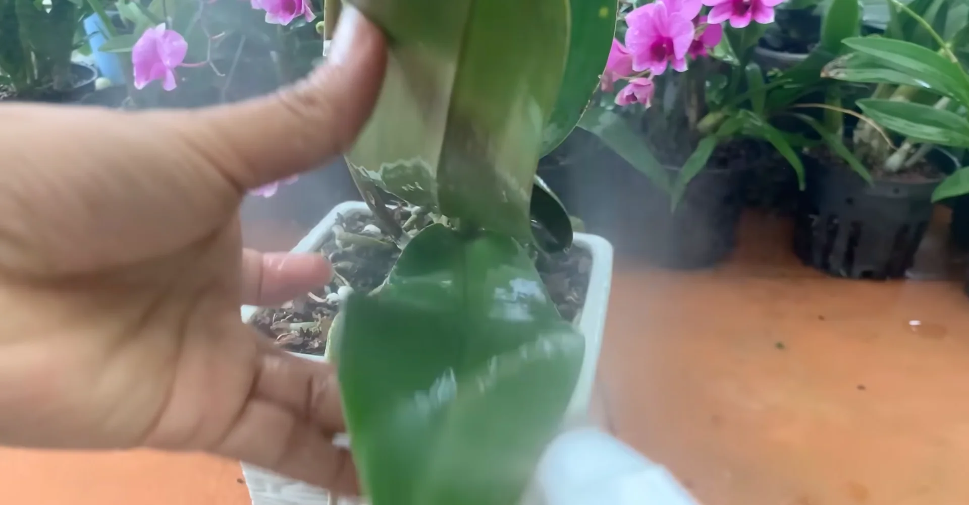 How Wood Ash Can Unexpectedly Benefit Your Orchid's Growth? screenshot 7