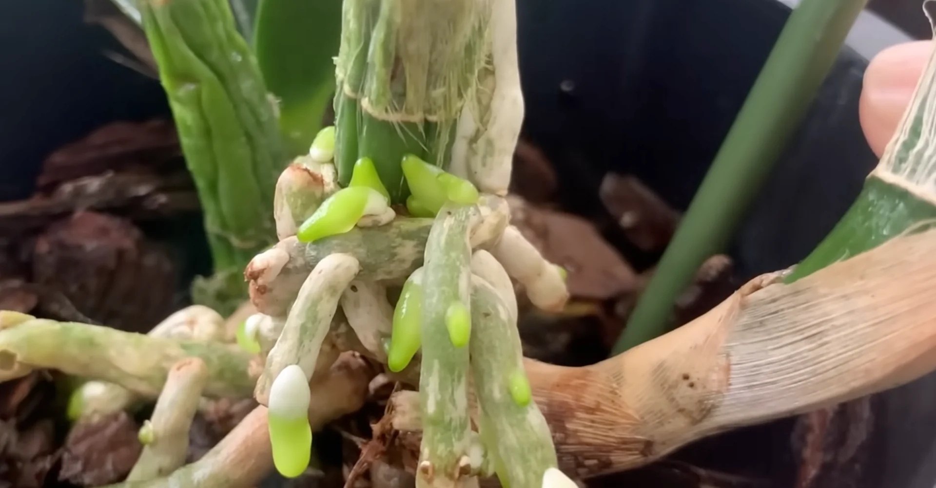How Wood Ash Can Unexpectedly Benefit Your Orchid's Growth? screenshot 8