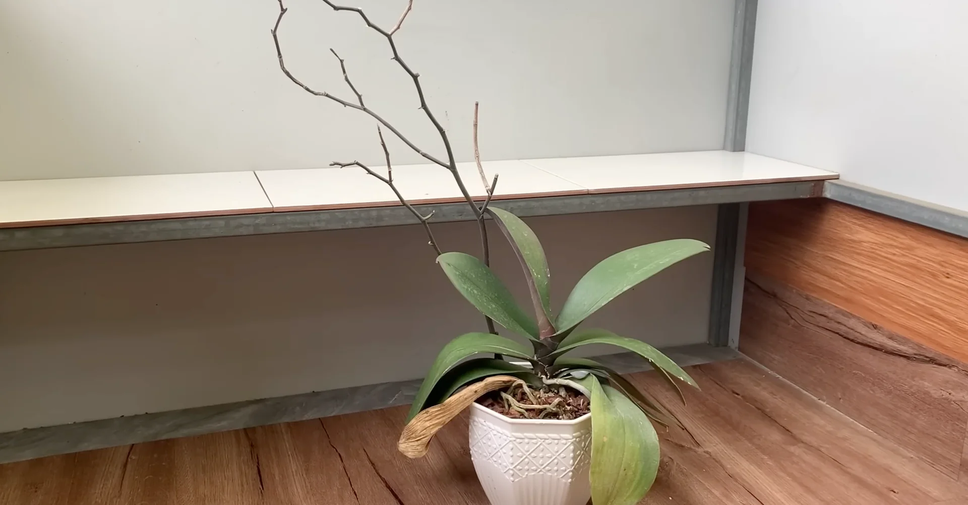 One Spoonful Revives Withered Orchid Branches to Bloom screenshot 1