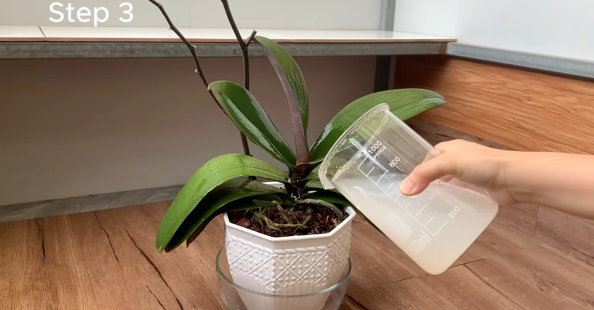 One Spoonful Revives Withered Orchid Branches to Bloom screenshot 11
