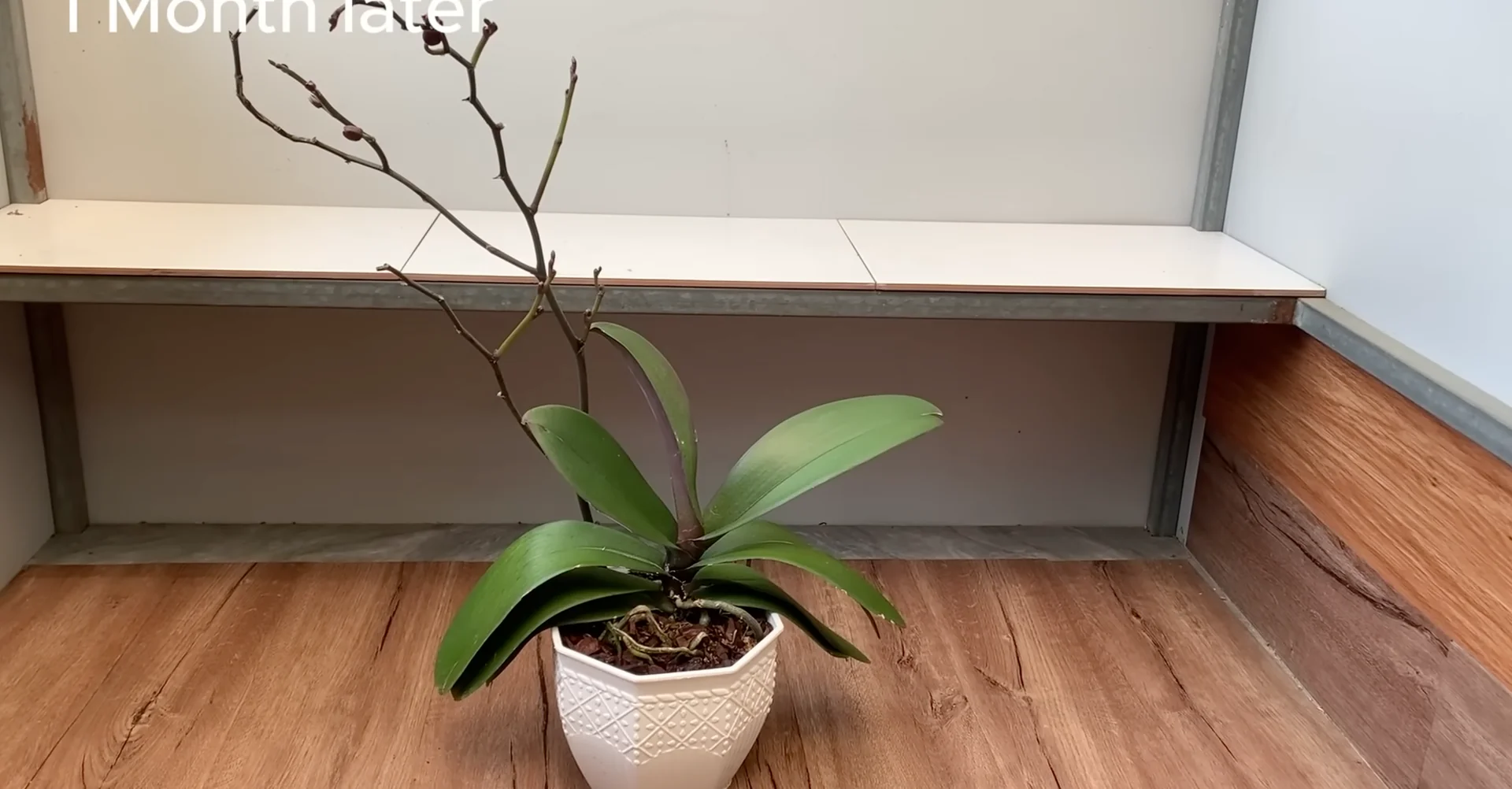 One Spoonful Revives Withered Orchid Branches to Bloom screenshot 12