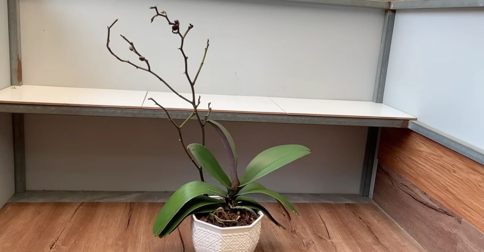 One Spoonful Revives Withered Orchid Branches to Bloom screenshot 13