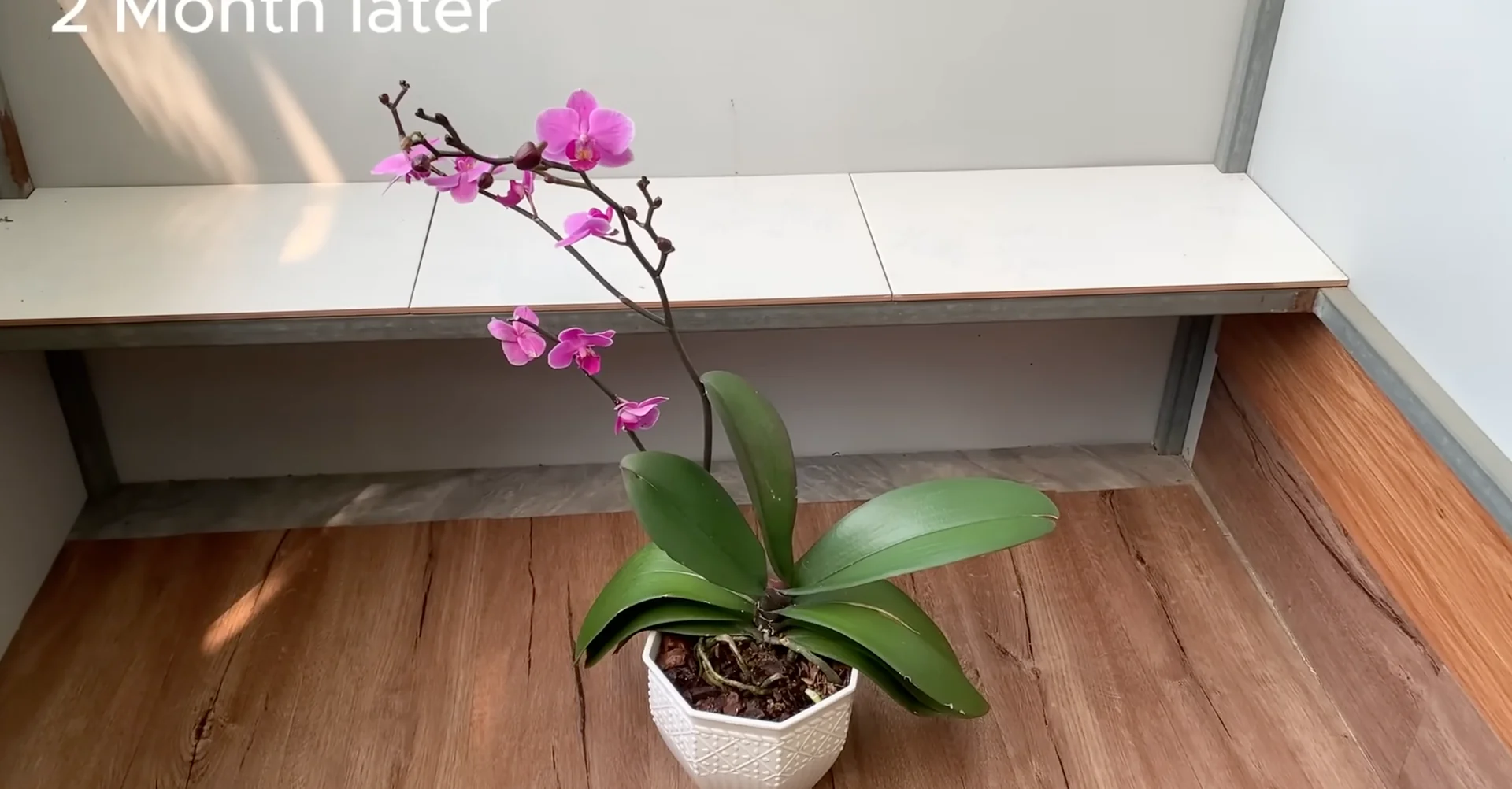 One Spoonful Revives Withered Orchid Branches to Bloom screenshot 14