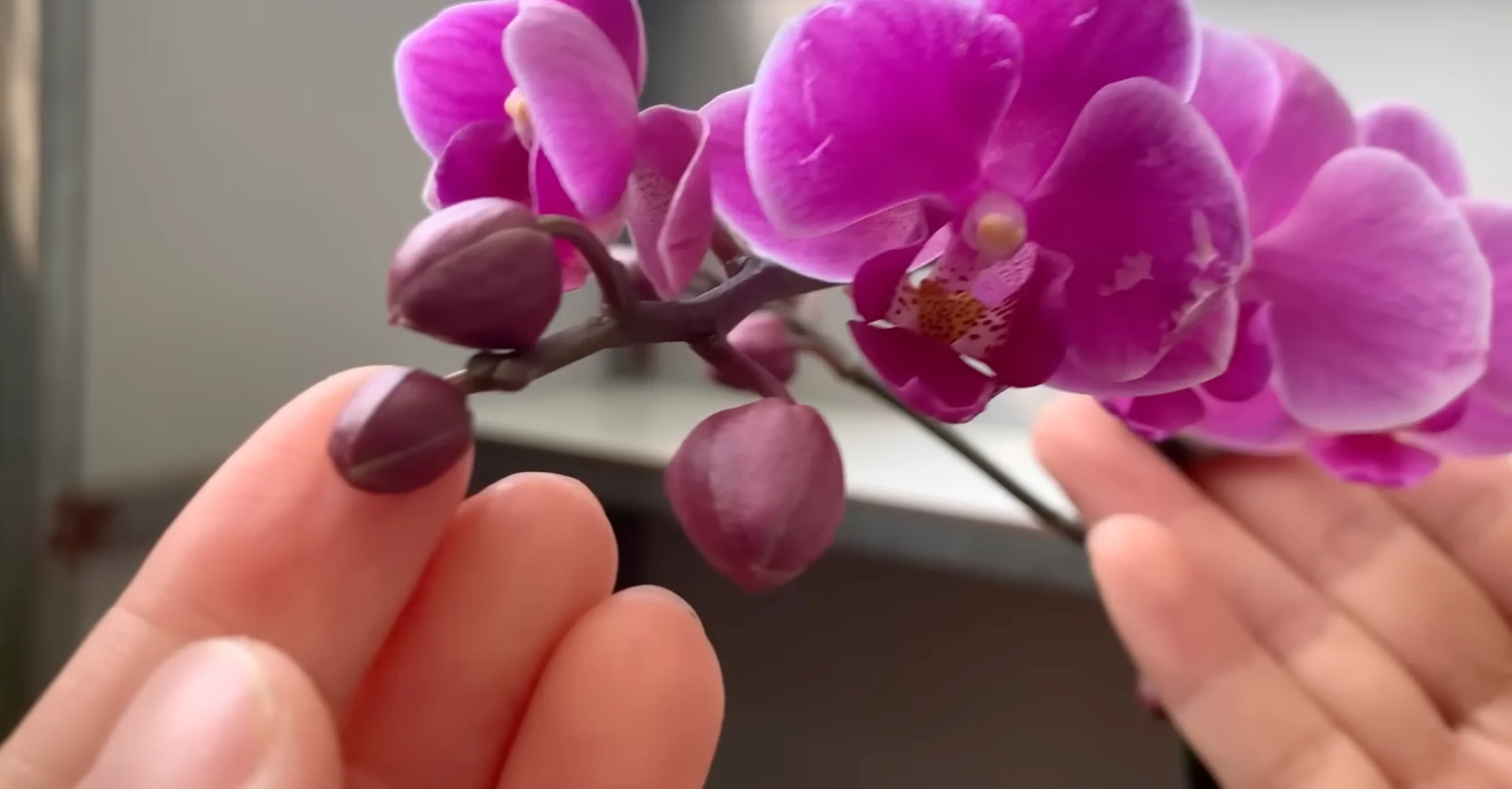 One Spoonful Revives Withered Orchid Branches to Bloom screenshot 15