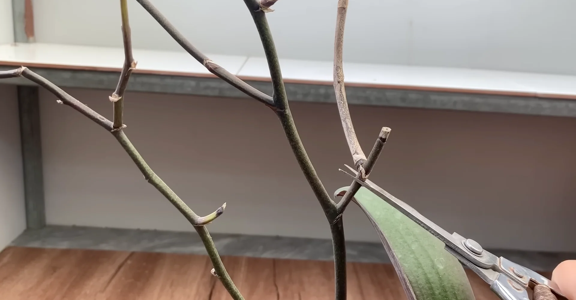 One Spoonful Revives Withered Orchid Branches to Bloom screenshot 2