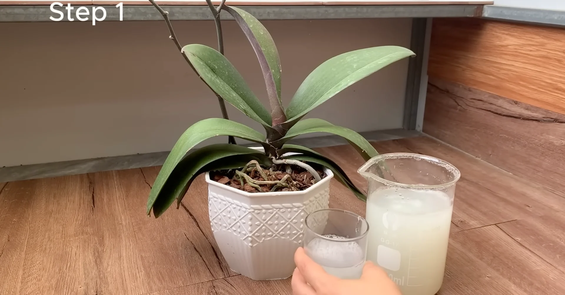 One Spoonful Revives Withered Orchid Branches to Bloom screenshot 8