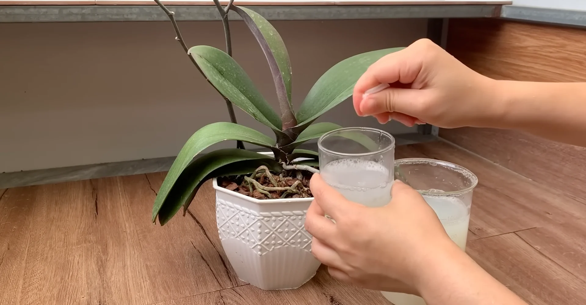One Spoonful Revives Withered Orchid Branches to Bloom screenshot 9