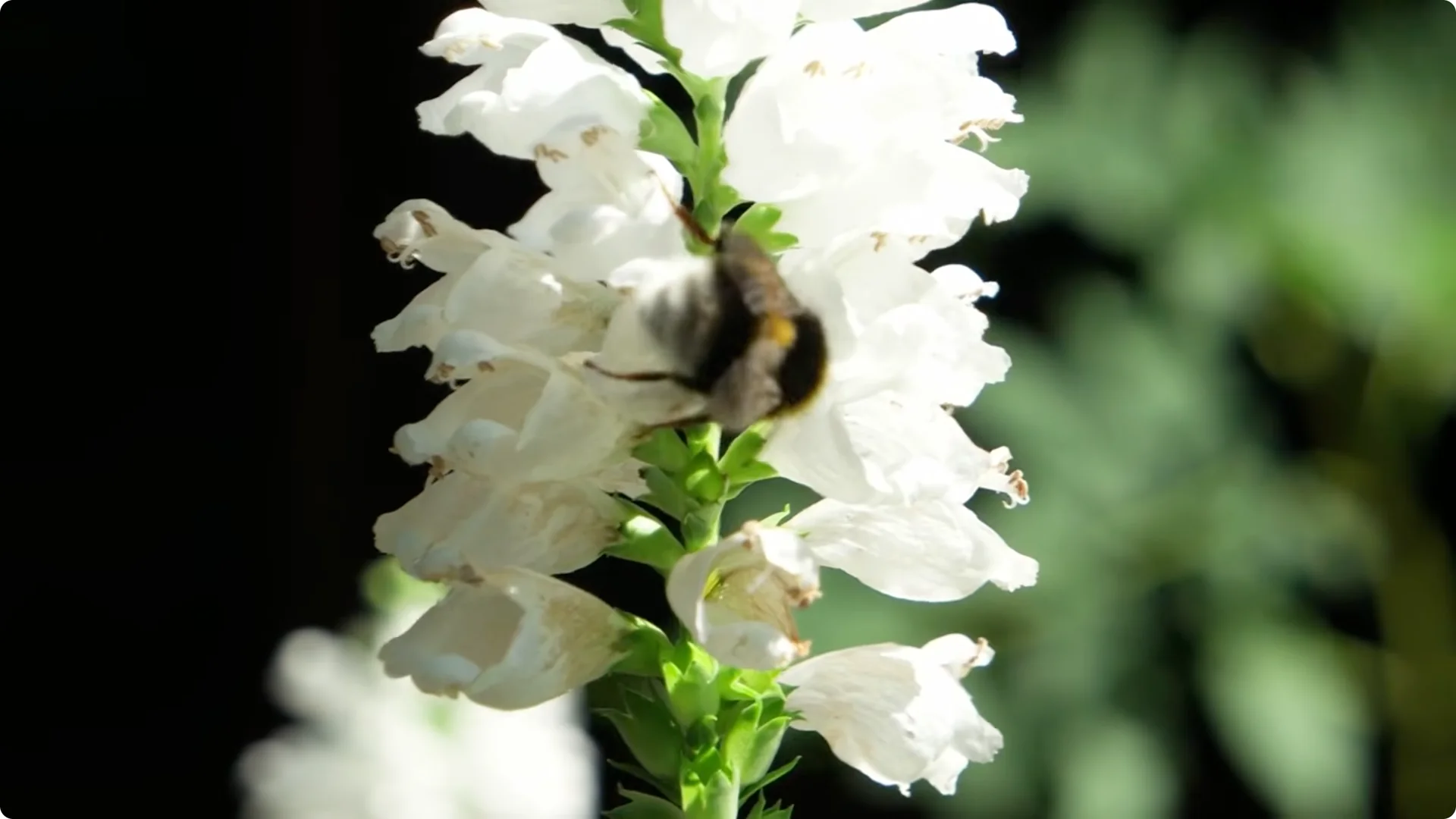 Plant These 11 Perennials Once and NEVER Replant screenshot 1