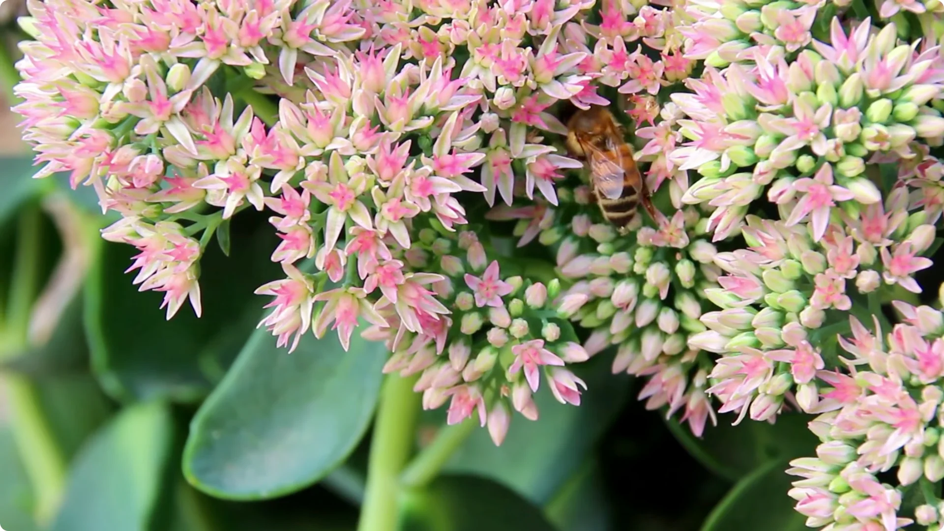Plant These 11 Perennials Once and NEVER Replant screenshot 10