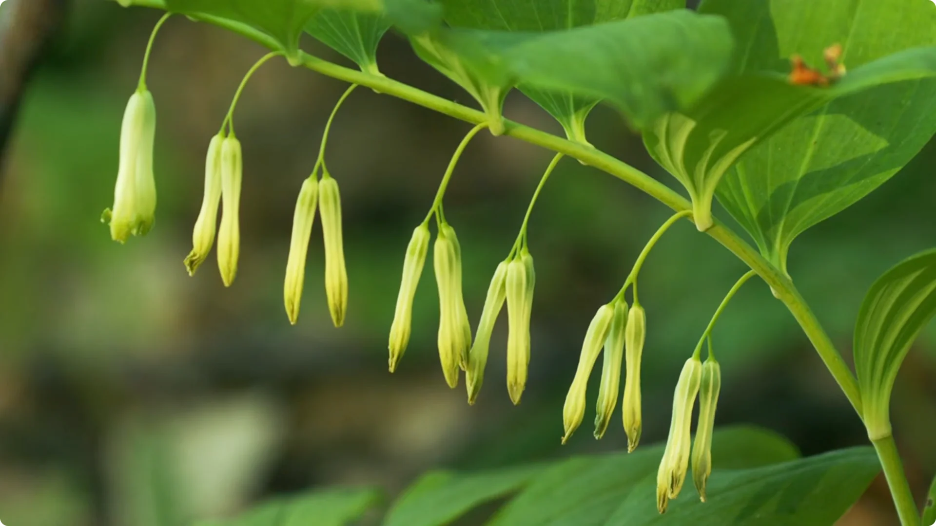 Plant These 11 Perennials Once and NEVER Replant screenshot 11