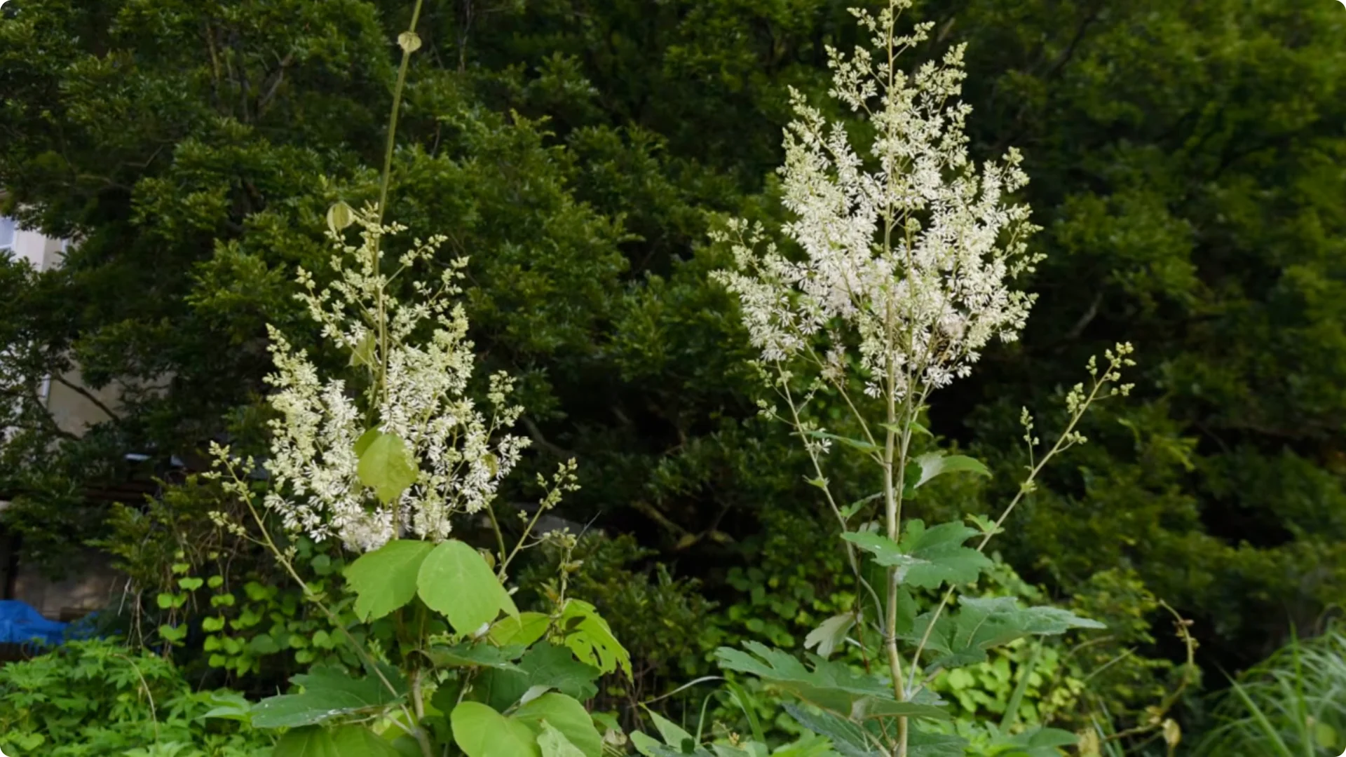 Plant These 11 Perennials Once and NEVER Replant screenshot 2