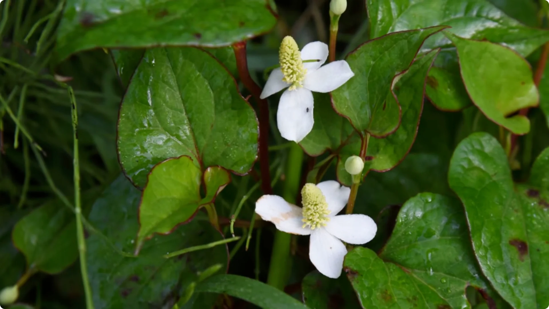 Plant These 11 Perennials Once and NEVER Replant screenshot 3