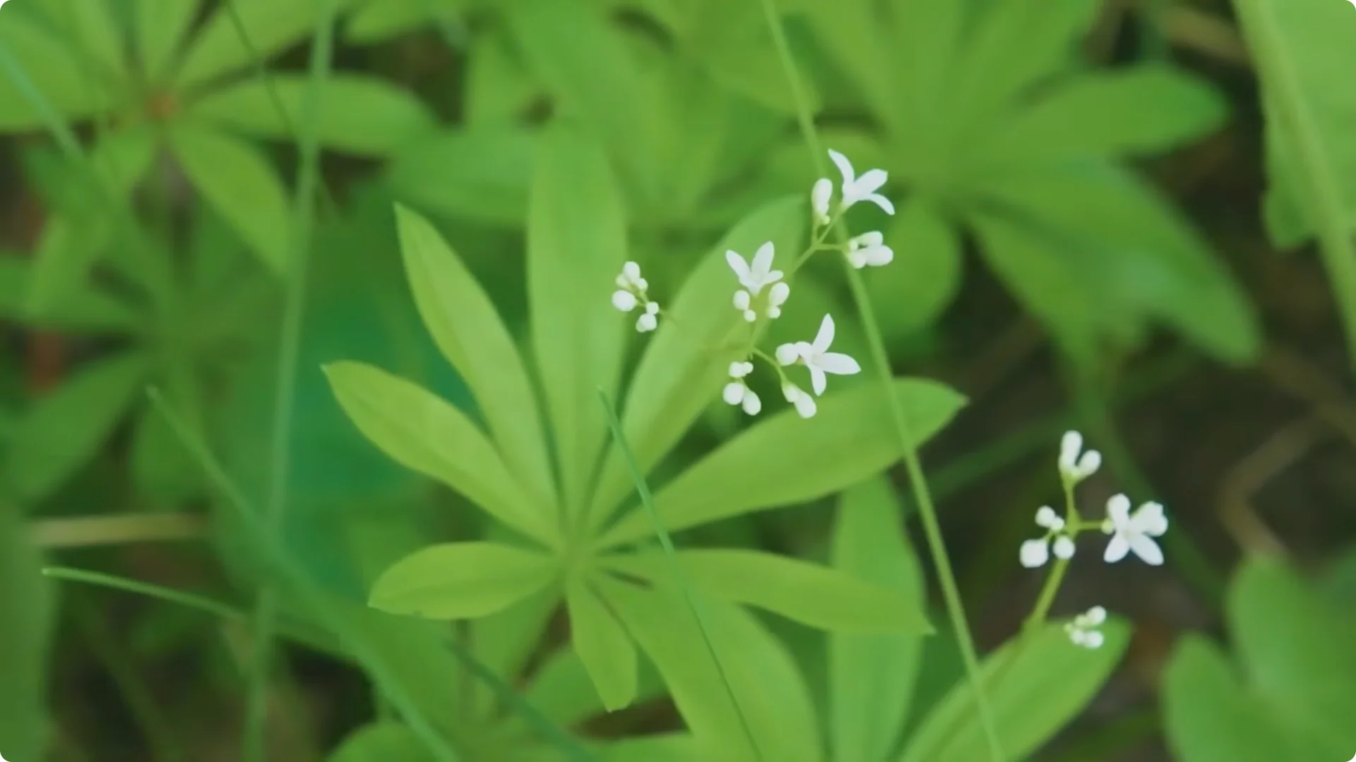 Plant These 11 Perennials Once and NEVER Replant screenshot 4