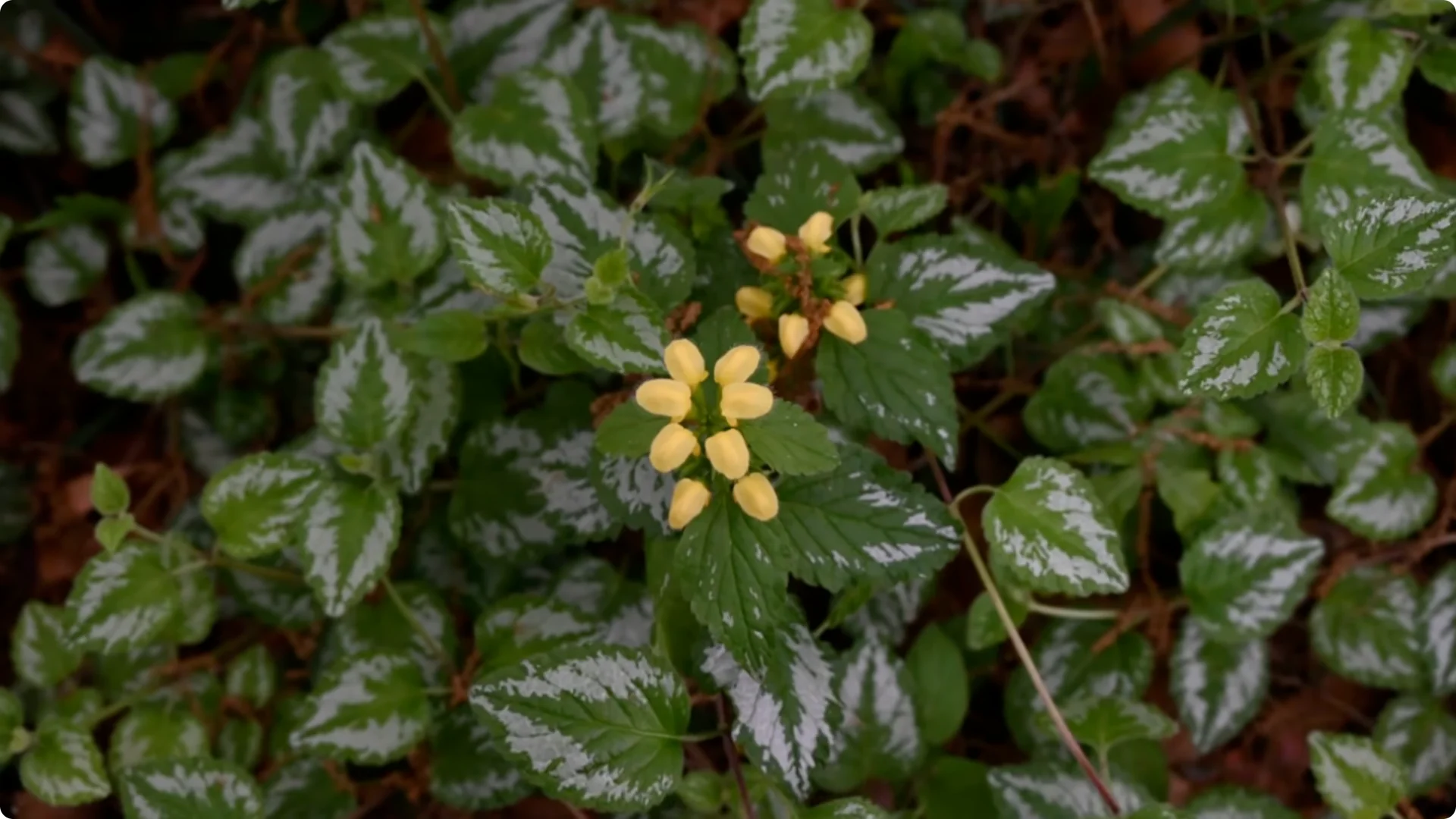 Plant These 11 Perennials Once and NEVER Replant screenshot 5