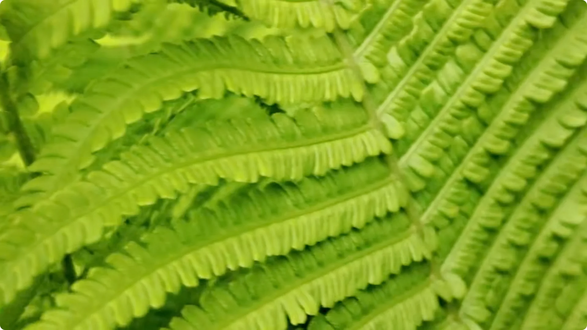 Plant These 11 Perennials Once and NEVER Replant screenshot 6