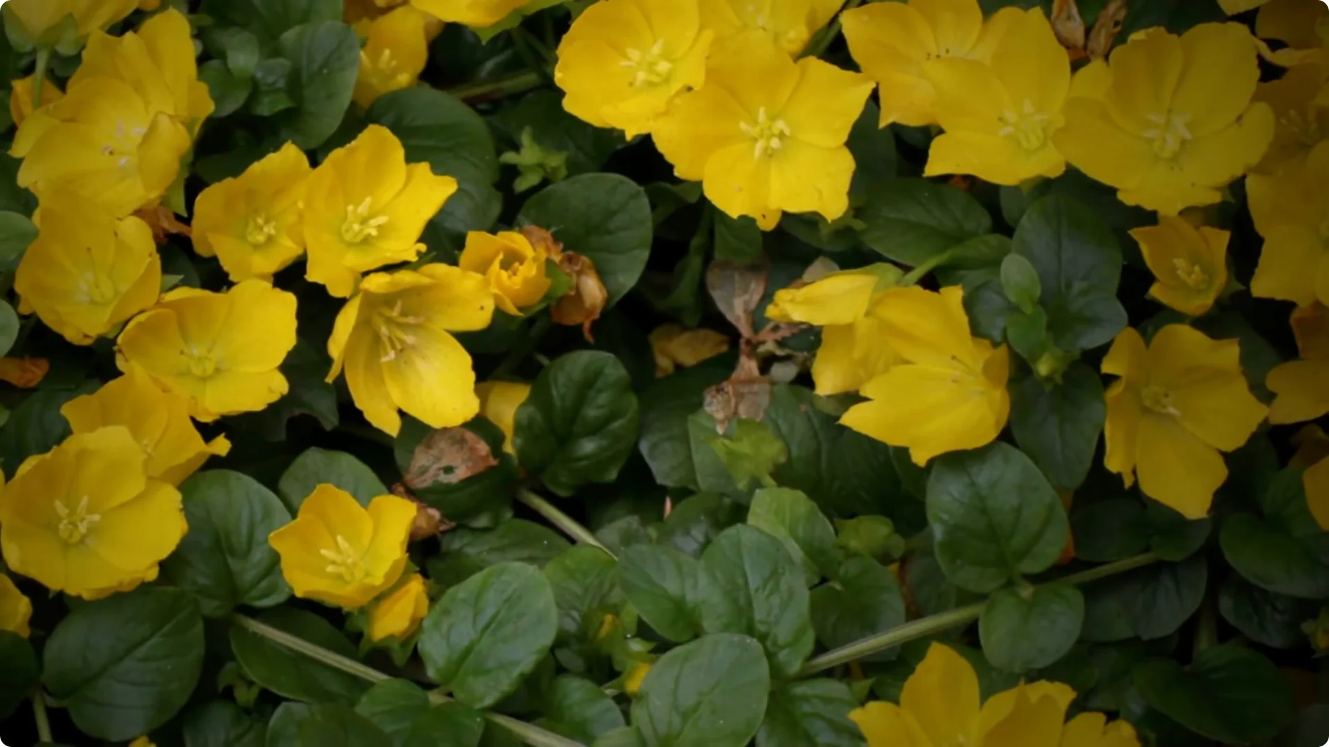 Plant These 11 Perennials Once and NEVER Replant screenshot 7