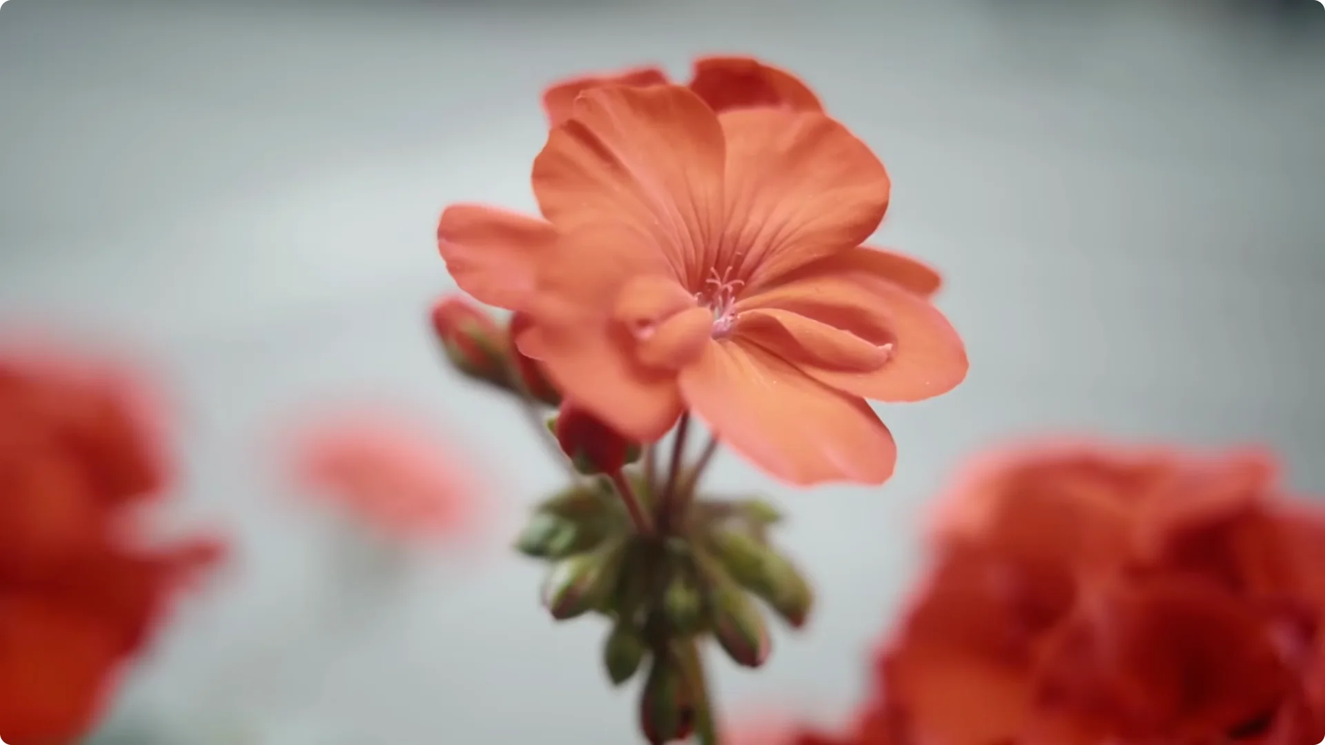 Plant These 11 Perennials Once and NEVER Replant screenshot 8