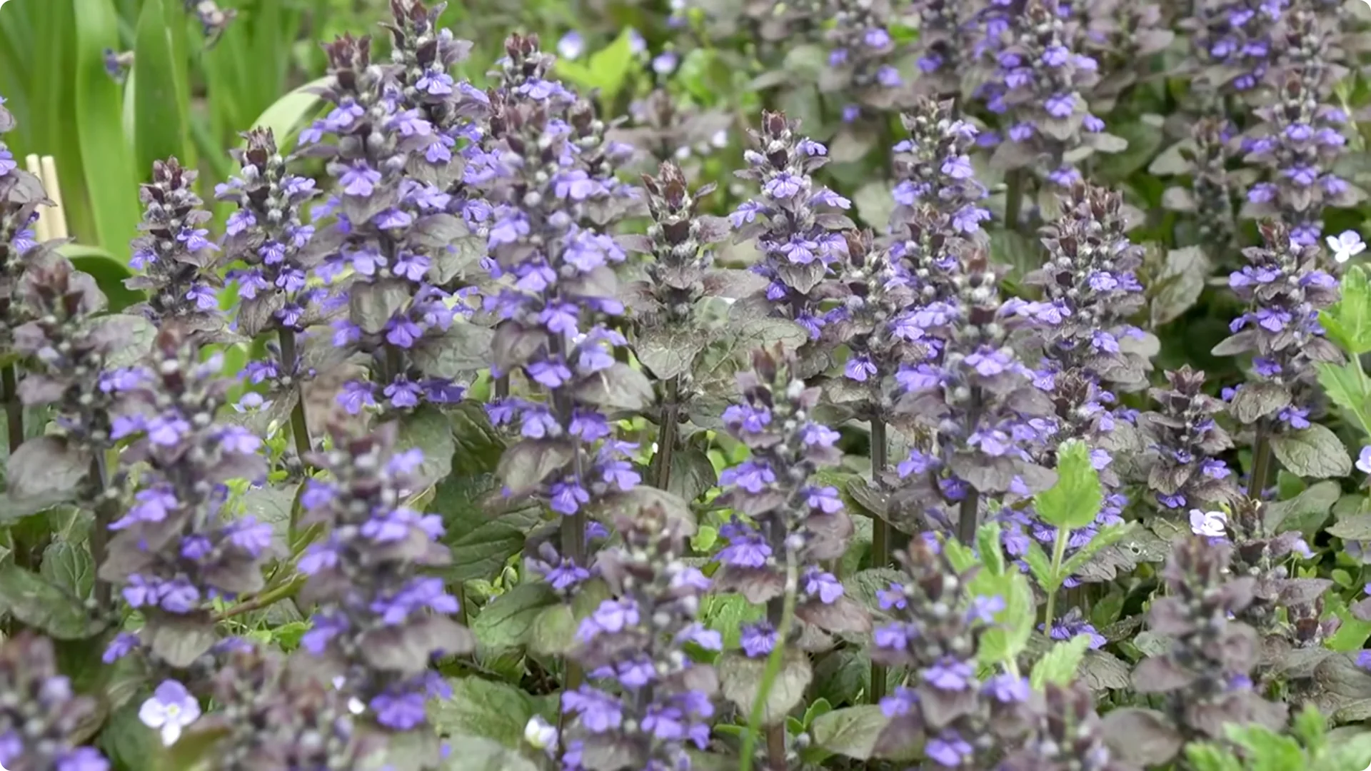 Plant These 11 Perennials Once and NEVER Replant screenshot 9