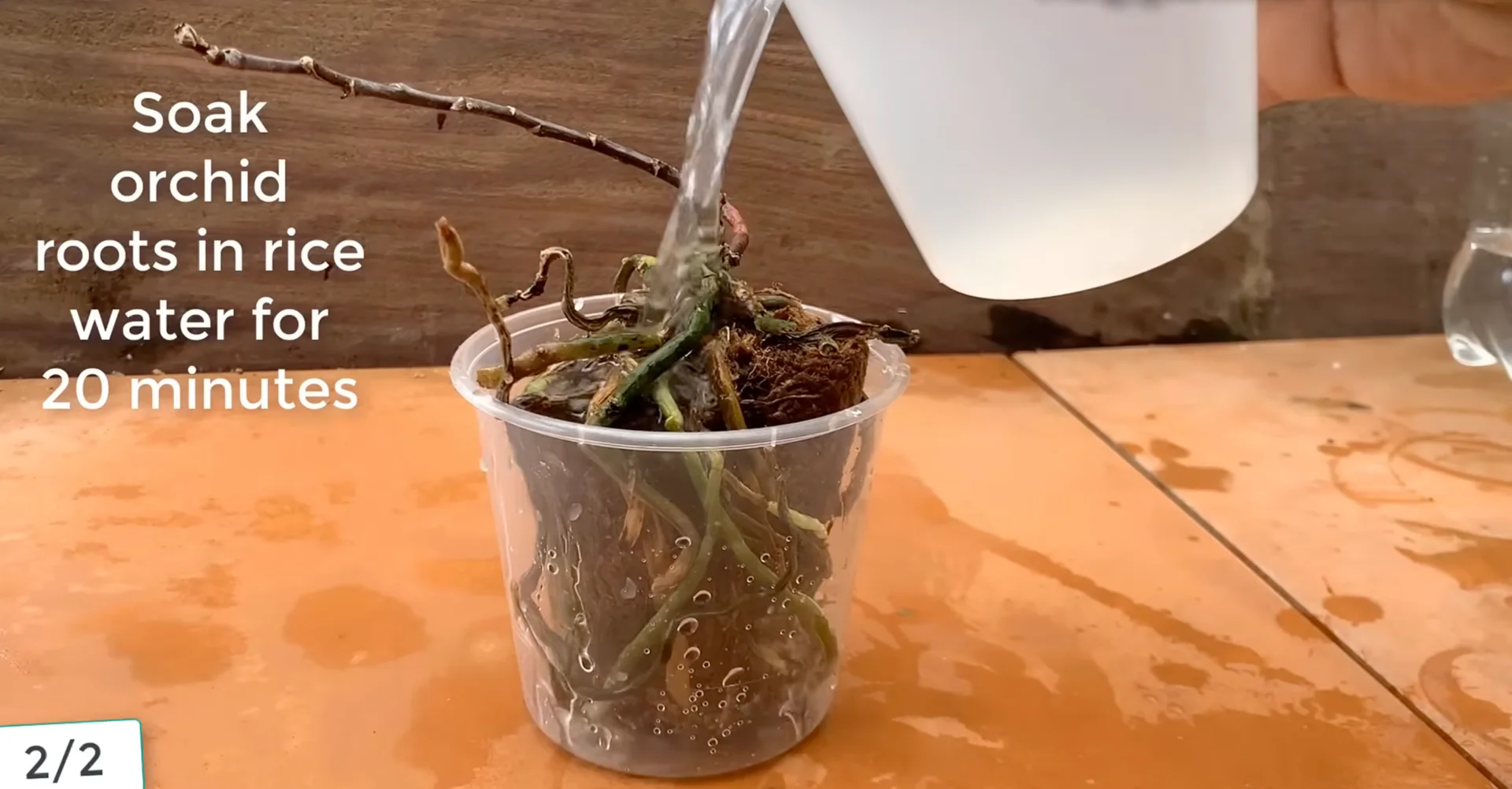 Sprinkle This on Orchid Roots to Trigger Stunning Blooms screenshot 11