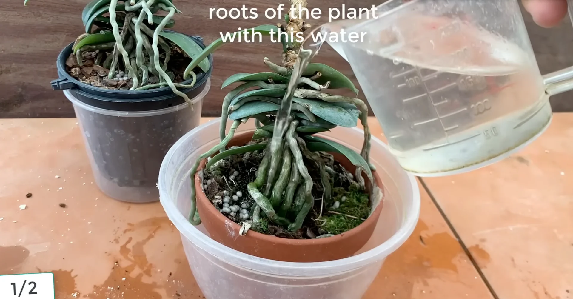 Sprinkle This on Orchid Roots to Trigger Stunning Blooms screenshot 3