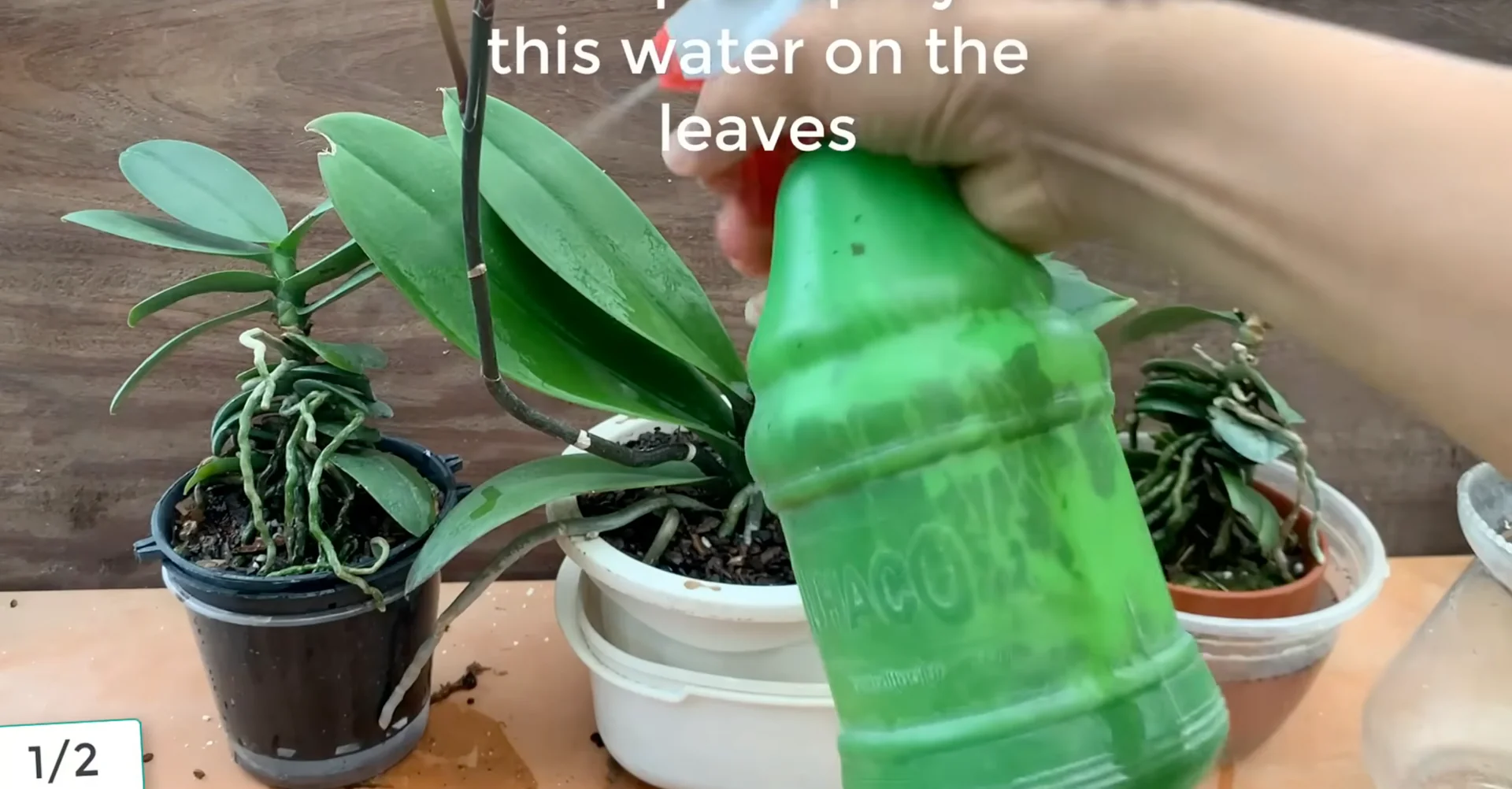 Sprinkle This on Orchid Roots to Trigger Stunning Blooms screenshot 4