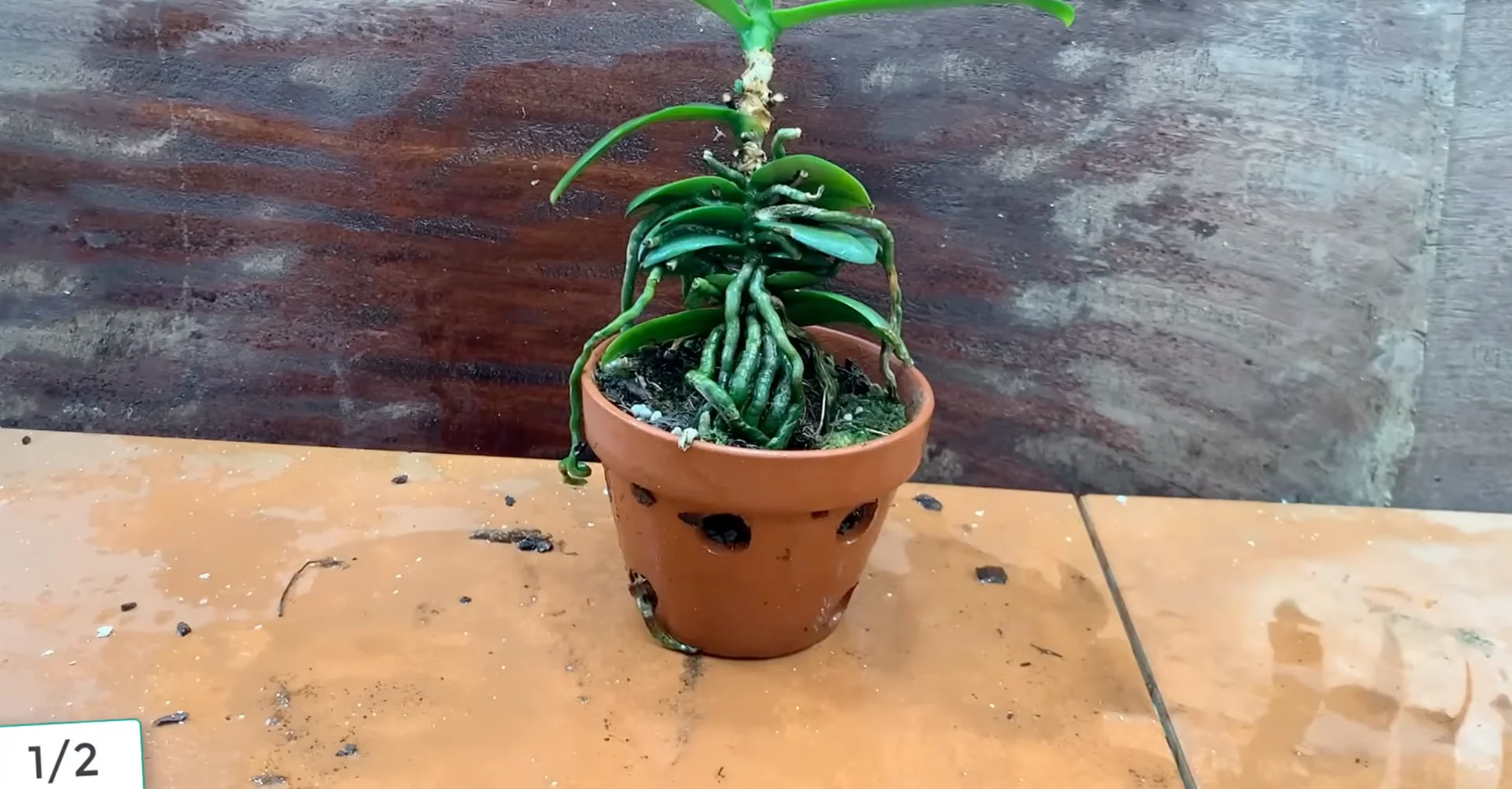 Sprinkle This on Orchid Roots to Trigger Stunning Blooms screenshot 5