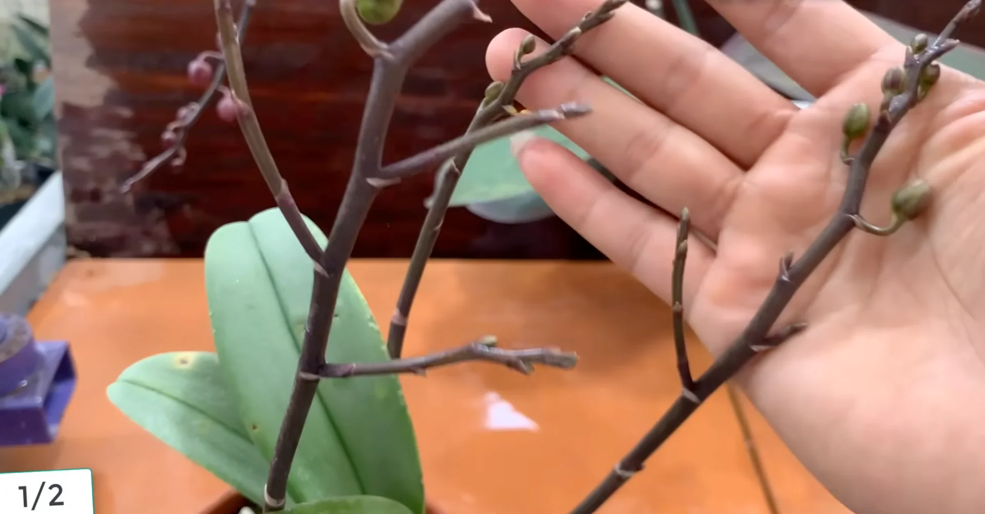 Sprinkle This on Orchid Roots to Trigger Stunning Blooms screenshot 6
