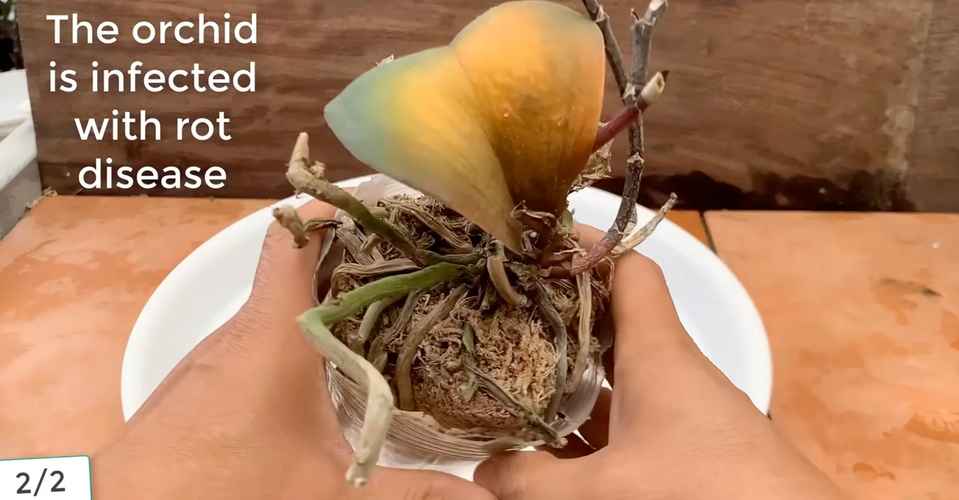Sprinkle This on Orchid Roots to Trigger Stunning Blooms screenshot 7