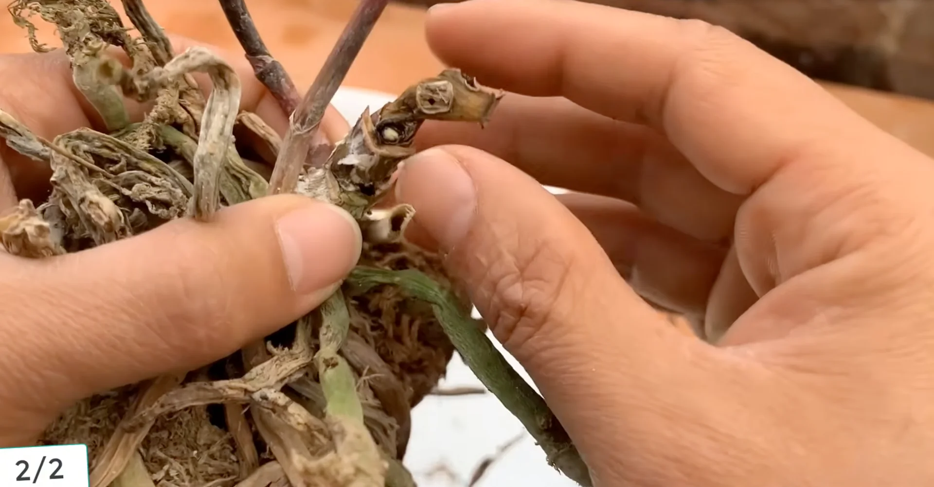 Sprinkle This on Orchid Roots to Trigger Stunning Blooms screenshot 8