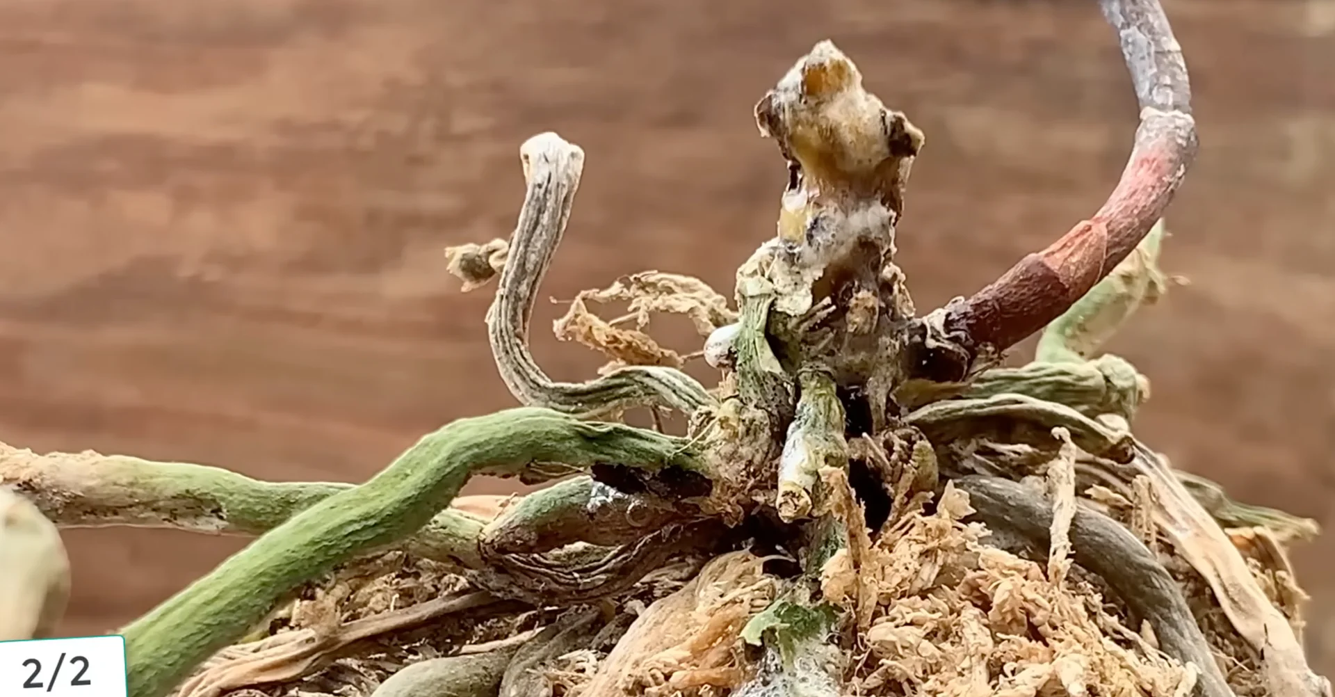 Sprinkle This on Orchid Roots to Trigger Stunning Blooms screenshot 9