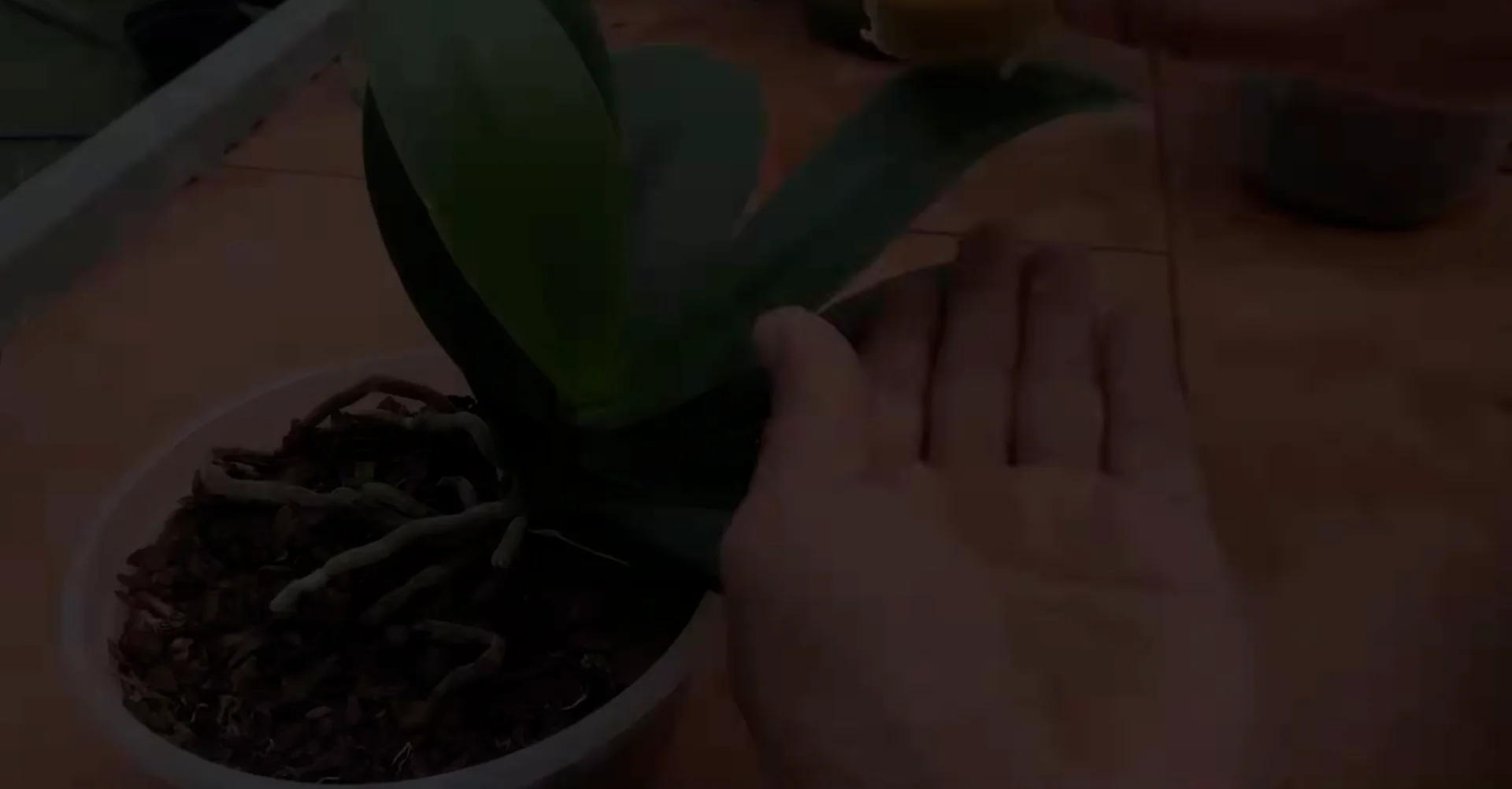 Sprinkle This on Orchids to Unlock Unexpected Blooms screenshot 2