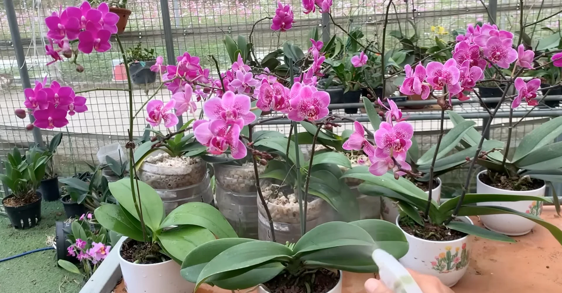 Sprinkle This on Orchids to Unlock Unexpected Blooms screenshot 8