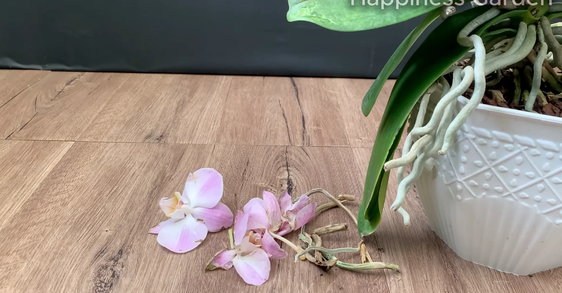 Sprinkle This to Help Orchids Grow New Roots and Bloom More screenshot 1