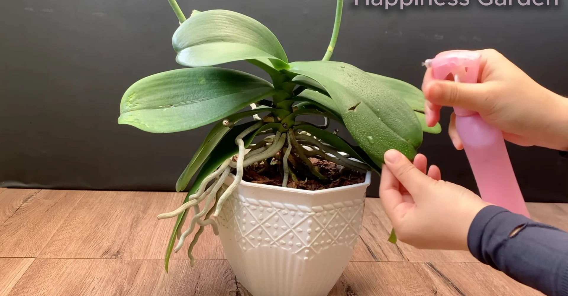 Sprinkle This to Help Orchids Grow New Roots and Bloom More screenshot 5