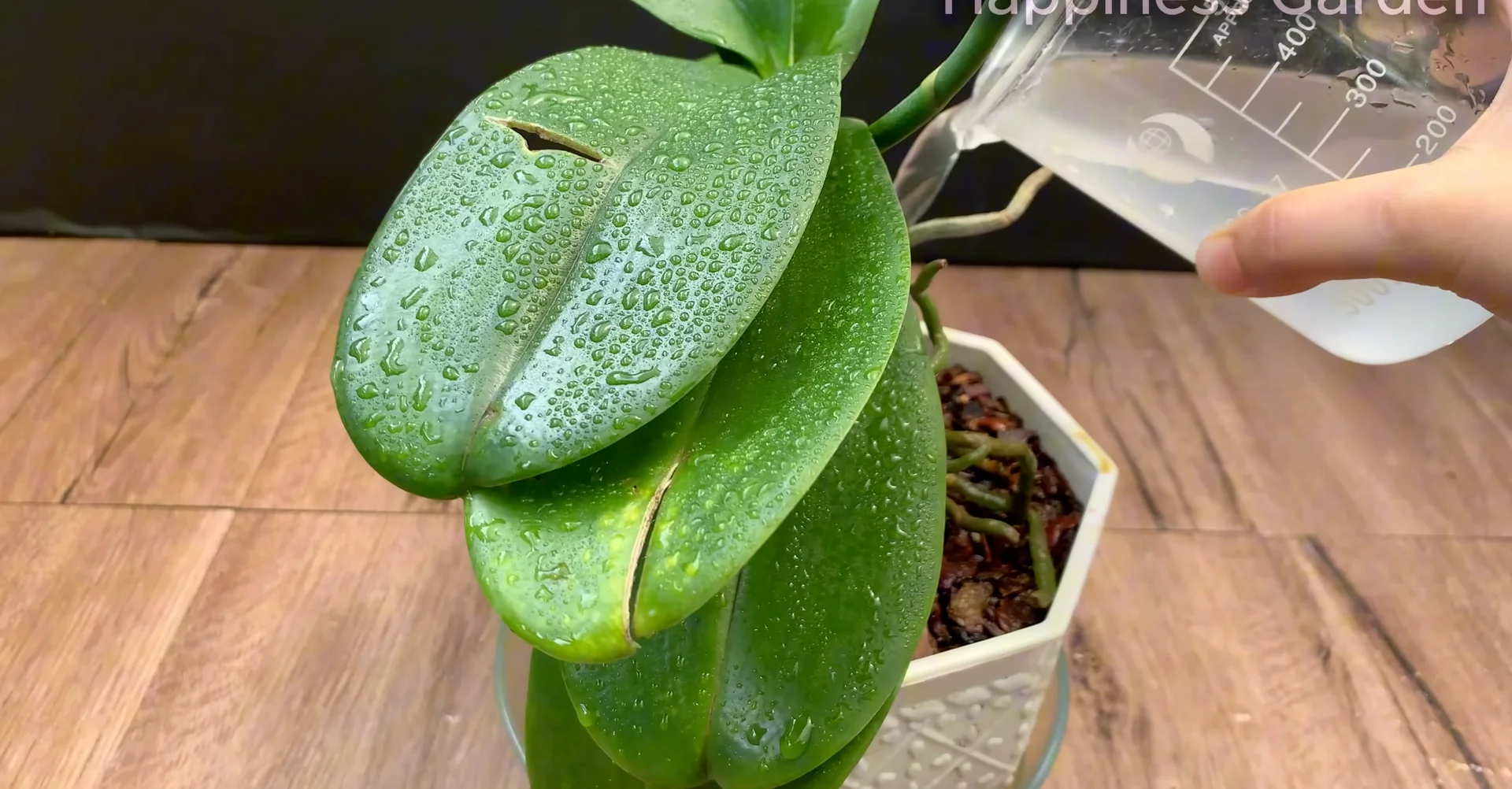 Sprinkle This to Help Orchids Grow New Roots and Bloom More screenshot 6