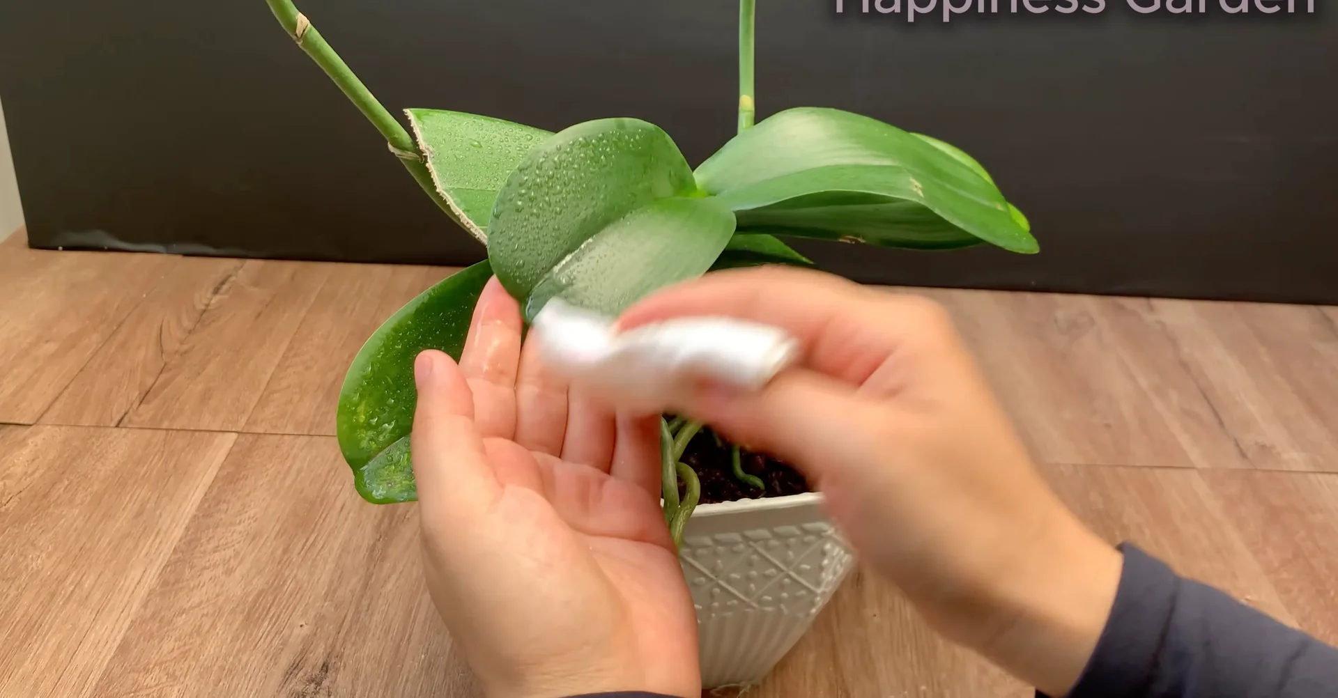 Sprinkle This to Help Orchids Grow New Roots and Bloom More screenshot 7