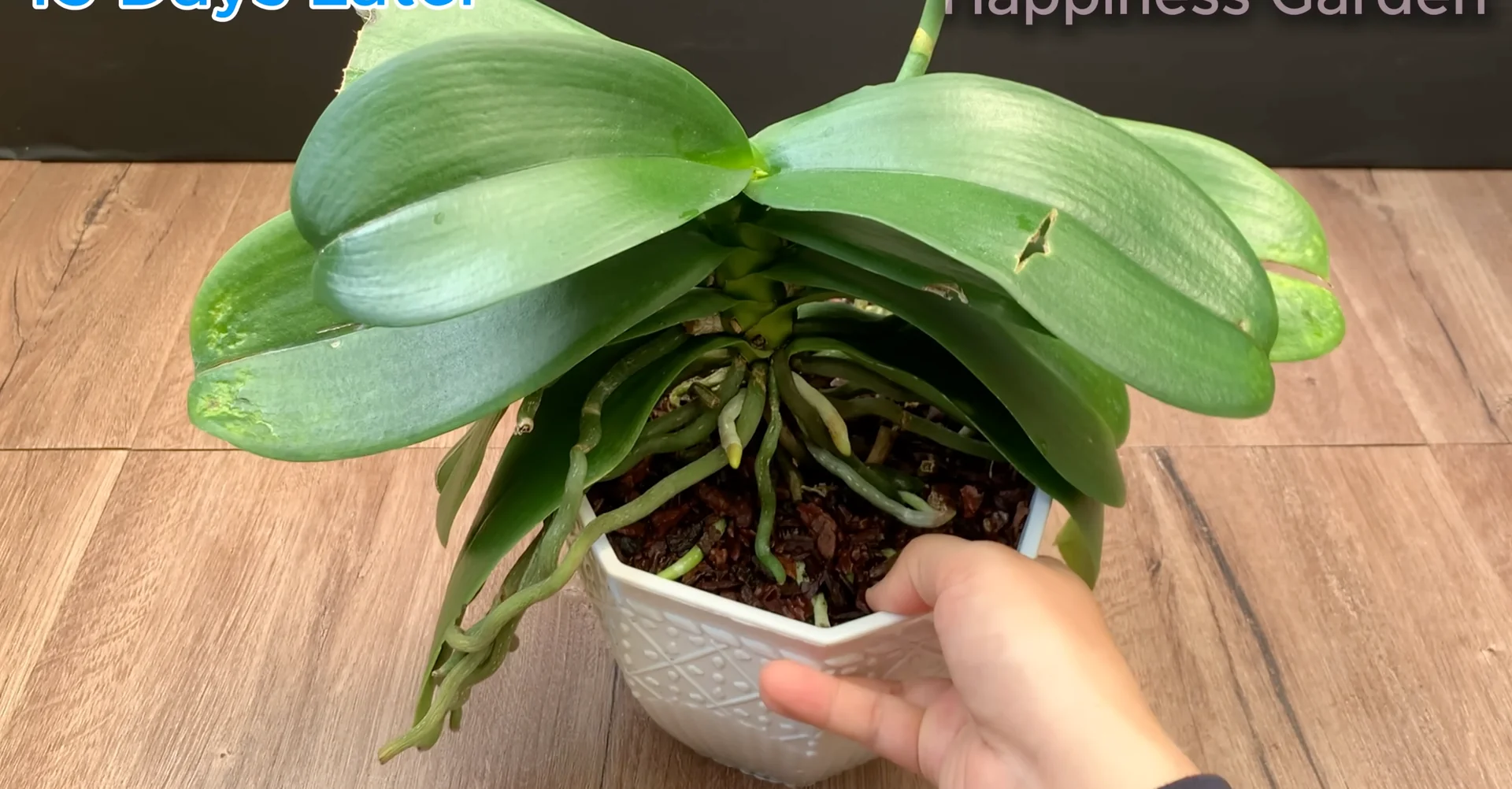 Sprinkle This to Help Orchids Grow New Roots and Bloom More screenshot 8