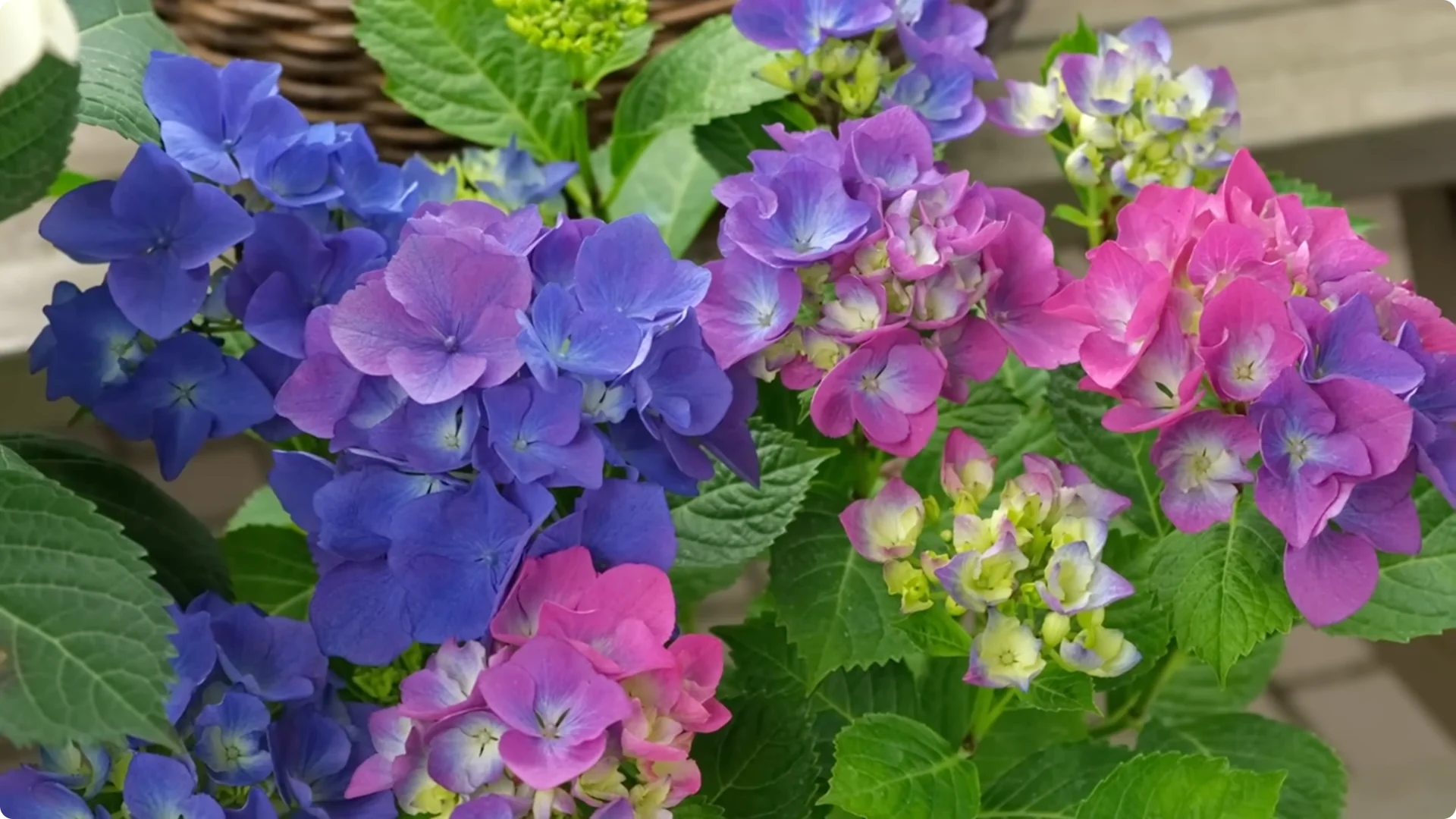 Stop Ruining Your Hydrangeas! 7 Planting Mistakes to Avoid! screenshot 1