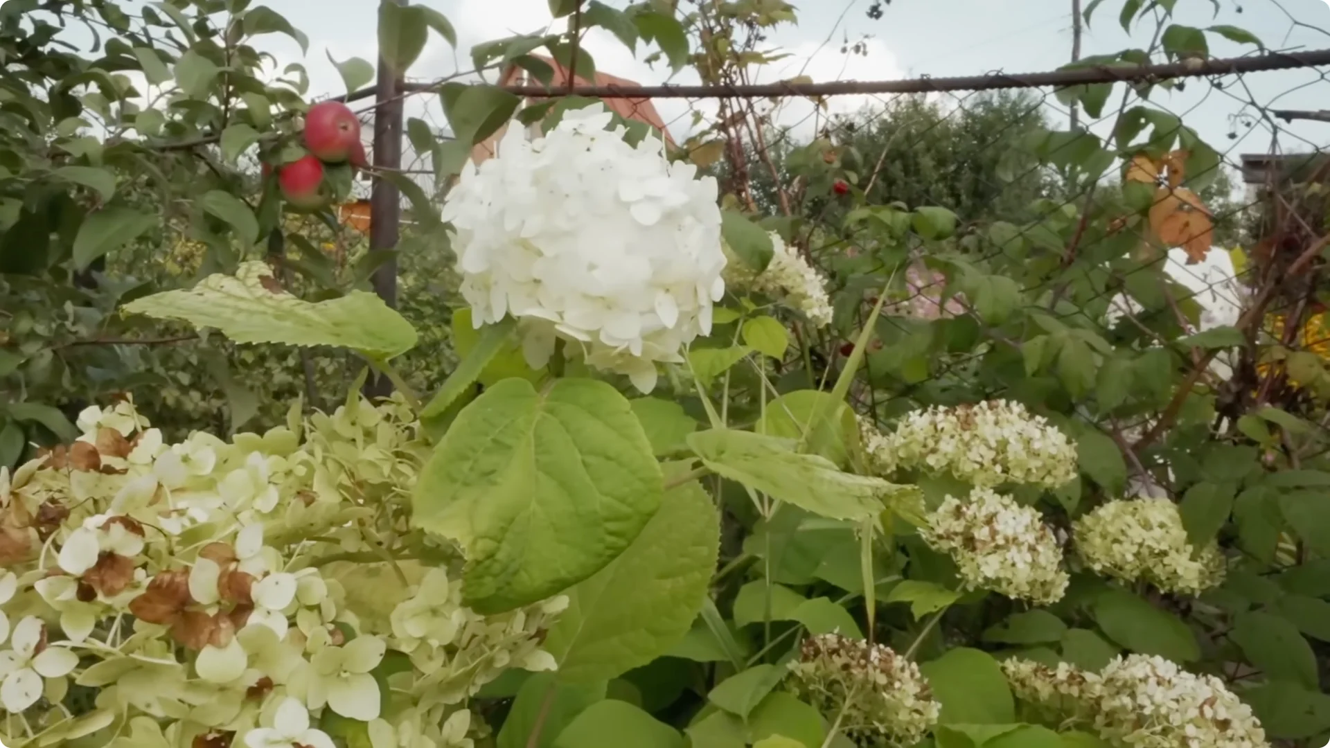 Stop Ruining Your Hydrangeas! 7 Planting Mistakes to Avoid! screenshot 11
