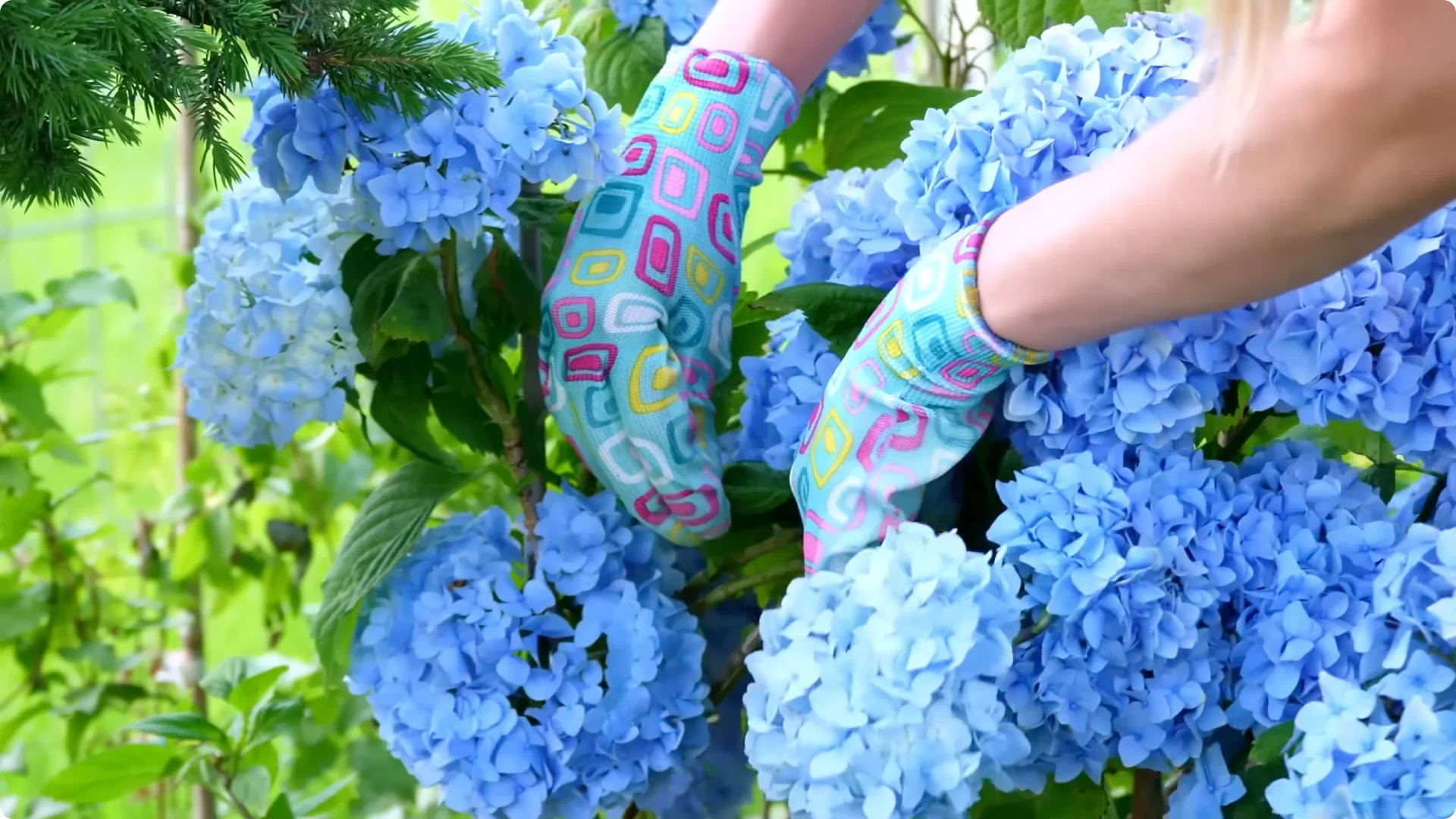 Stop Ruining Your Hydrangeas! 7 Planting Mistakes to Avoid! screenshot 13